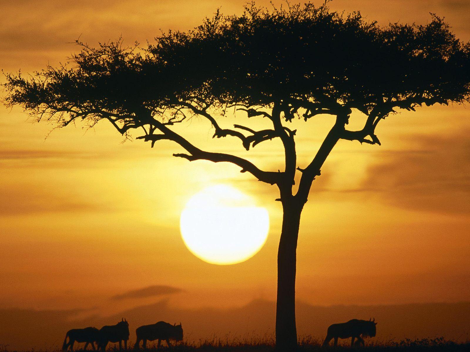 African Sunrise Wallpapers Top Free African Sunrise Backgrounds