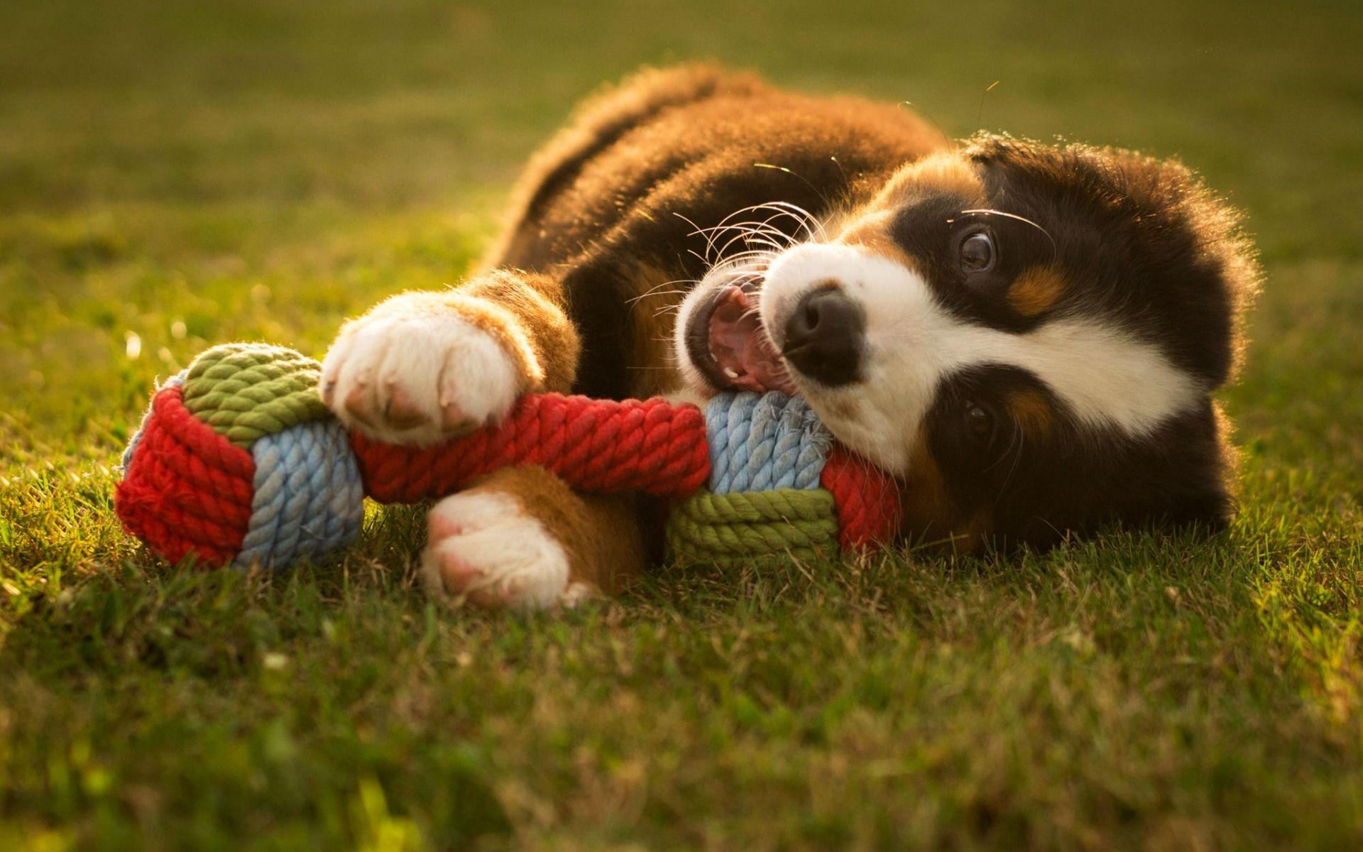 Dog Toy Wallpapers Top Free Dog Toy Backgrounds WallpaperAccess