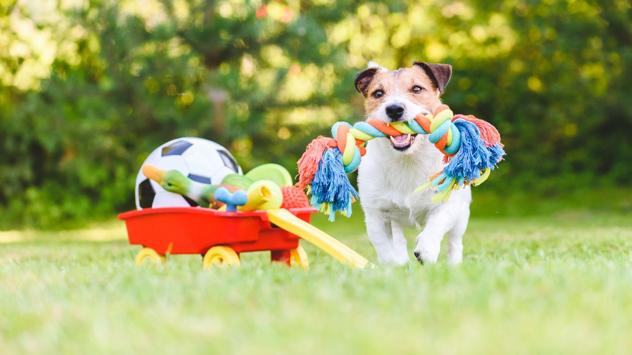 Dog Toy Wallpapers Top Free Dog Toy Backgrounds WallpaperAccess