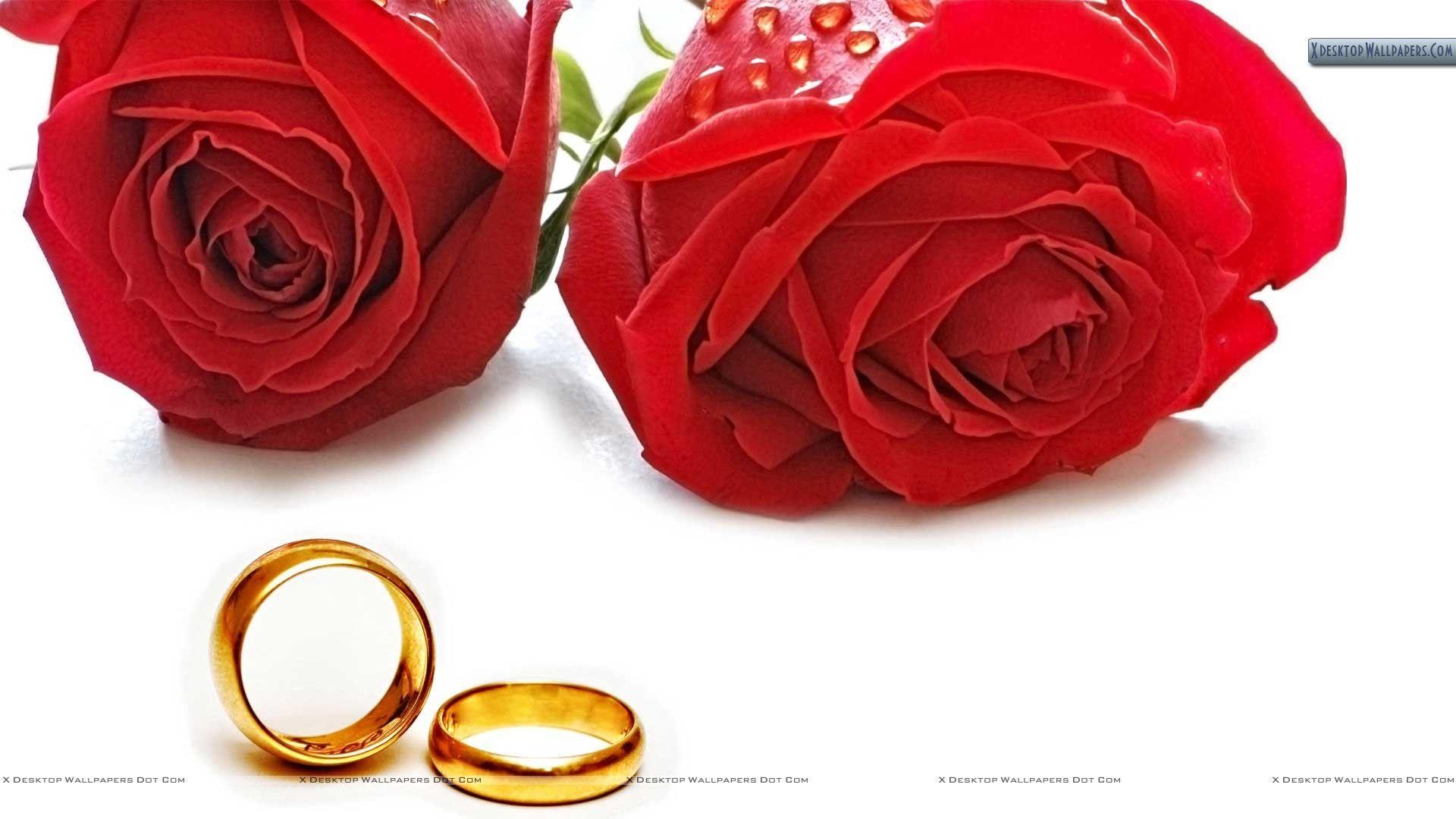 Roses Wedding Wallpapers Top Free Roses Wedding Backgrounds