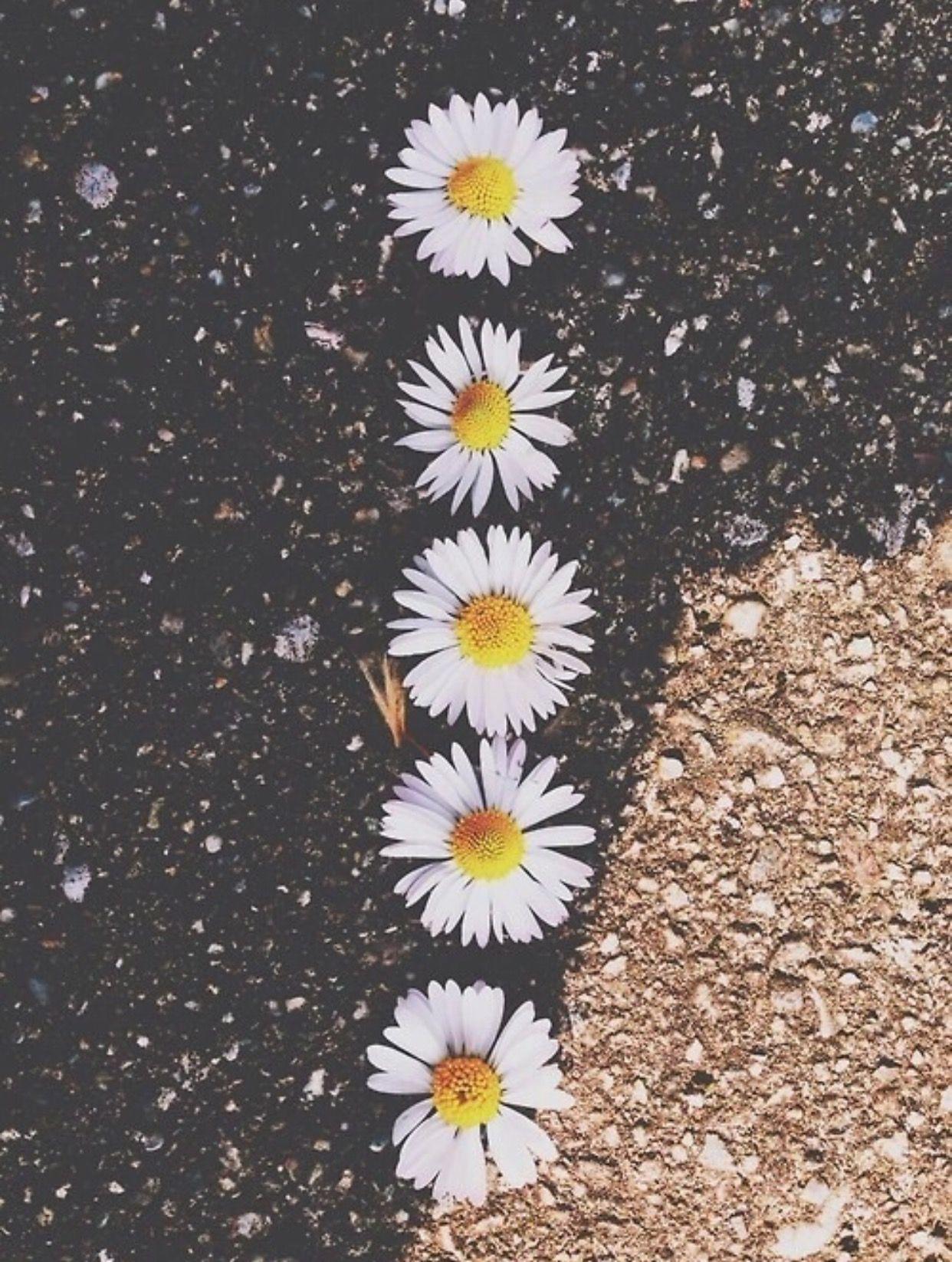 Indie Flower Wallpapers Top Free Indie Flower Backgrounds