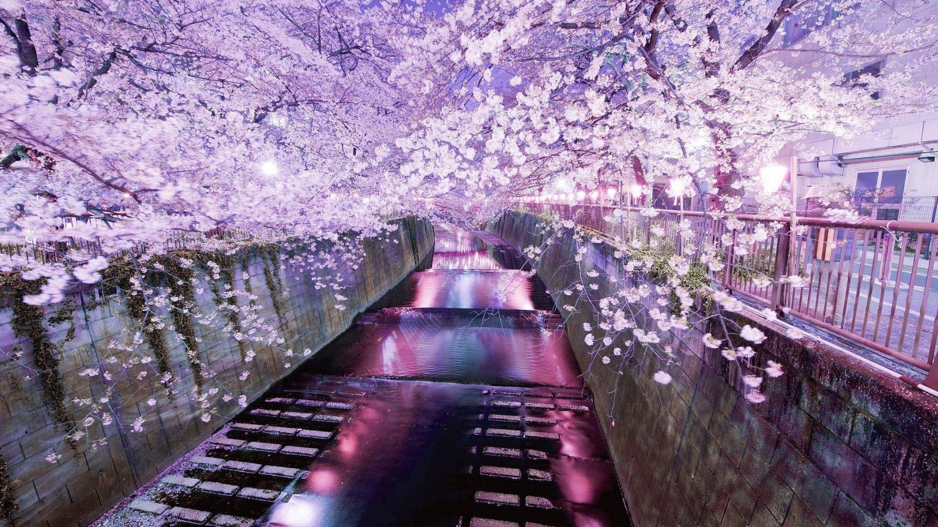 Purple Japanese Wallpapers Top Free Purple Japanese Backgrounds