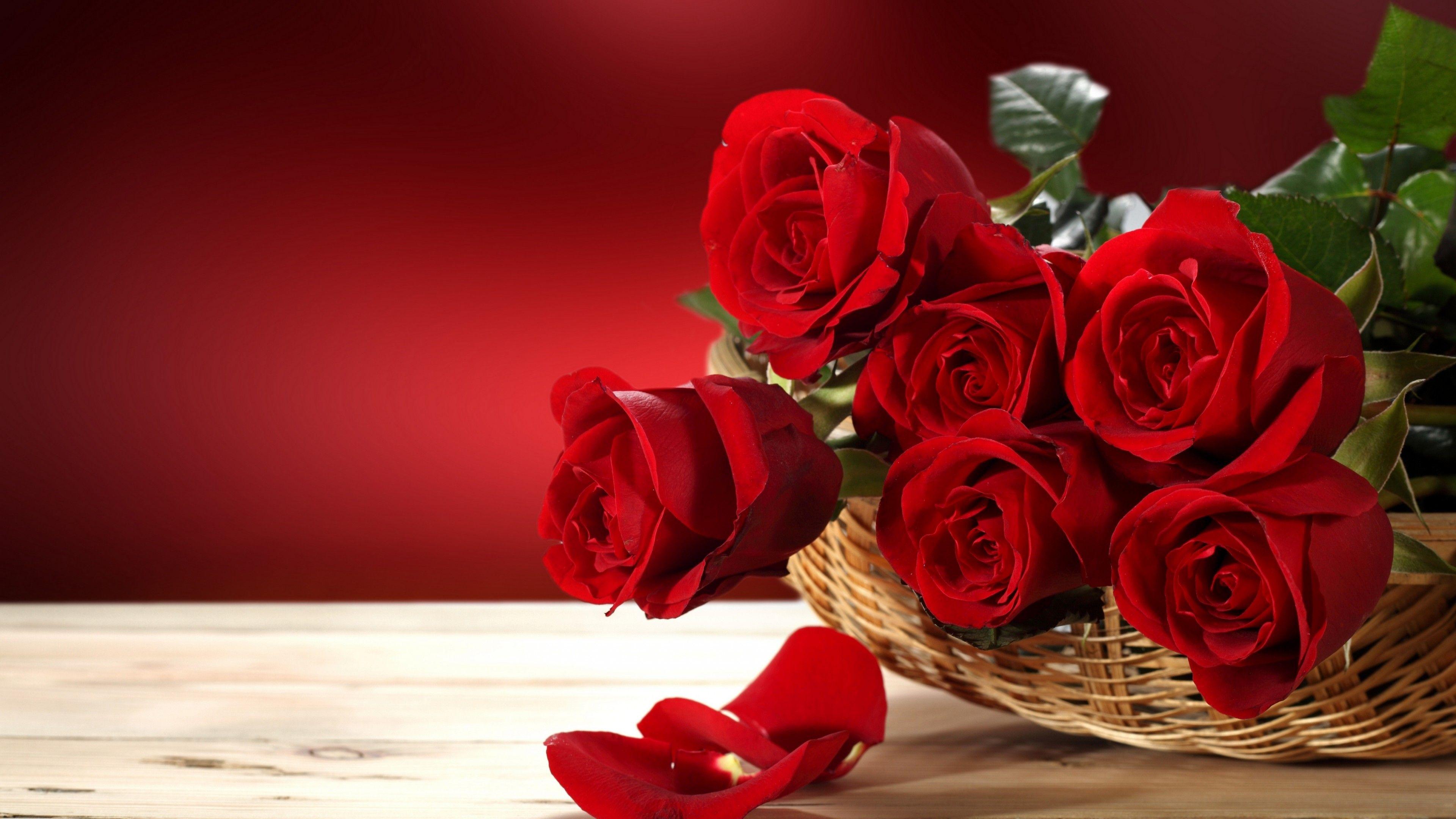 Red Rose 4K Wallpapers Top Free Red Rose 4K Backgrounds WallpaperAccess