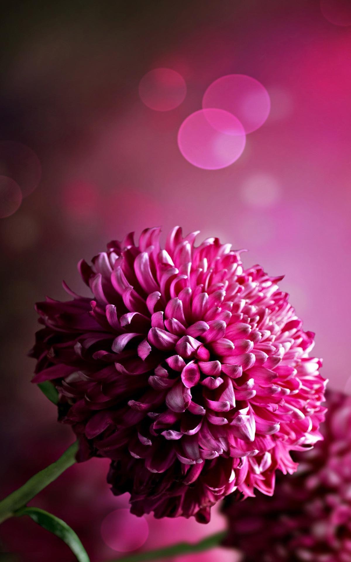 Dark Pink Flower Wallpapers Top Free Dark Pink Flower Backgrounds