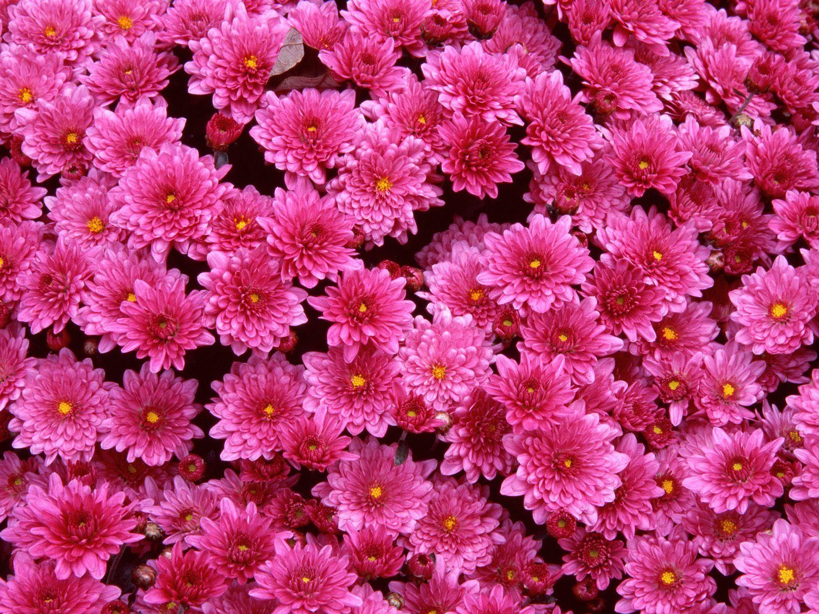 Dark Pink Flower Wallpapers Top Free Dark Pink Flower Backgrounds