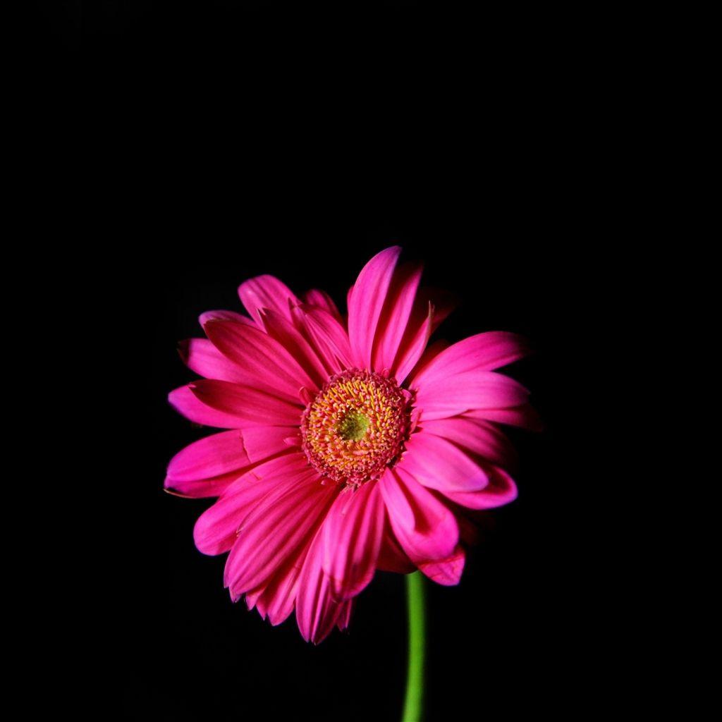 Dark Pink Flower Wallpapers Top Free Dark Pink Flower Backgrounds