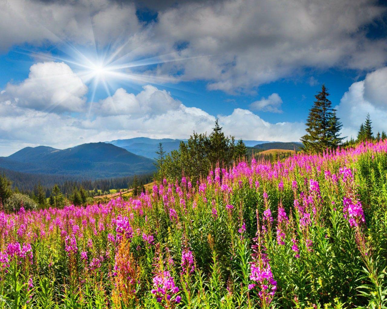 Cute Natural Wallpapers Top Free Cute Natural Backgrounds