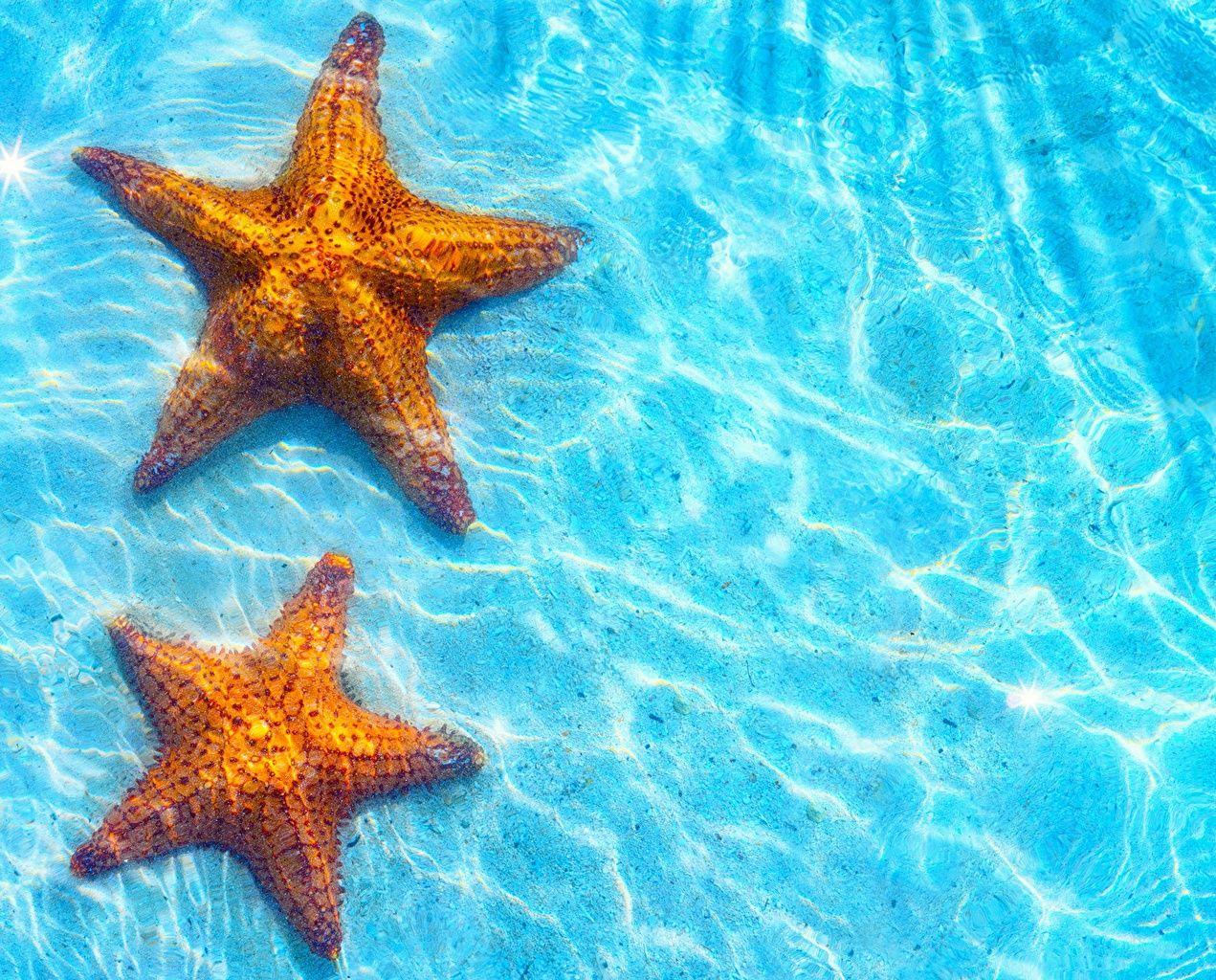 Sea Stars Wallpapers Top Free Sea Stars Backgrounds WallpaperAccess