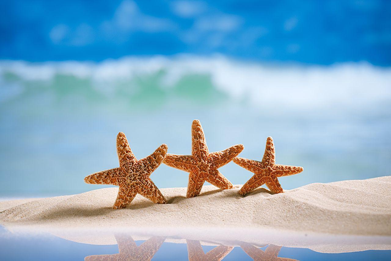 Sea Stars Wallpapers Top Free Sea Stars Backgrounds WallpaperAccess