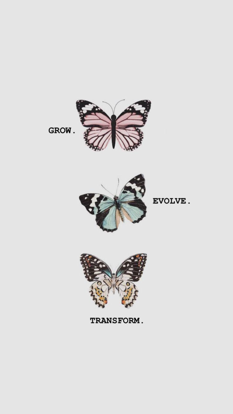 Butterfly Quotes Wallpapers Top Free Butterfly Quotes Backgrounds WallpaperAccess