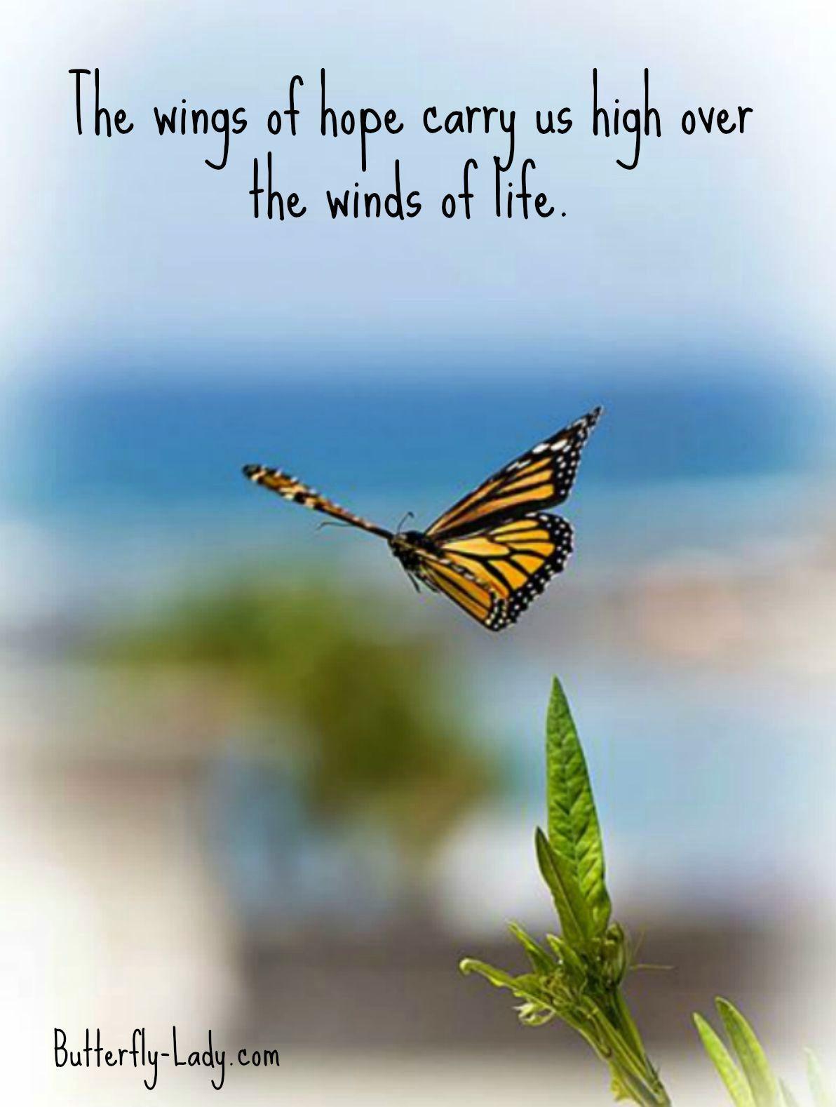 Butterfly Quotes Wallpapers Top Free Butterfly Quotes Backgrounds