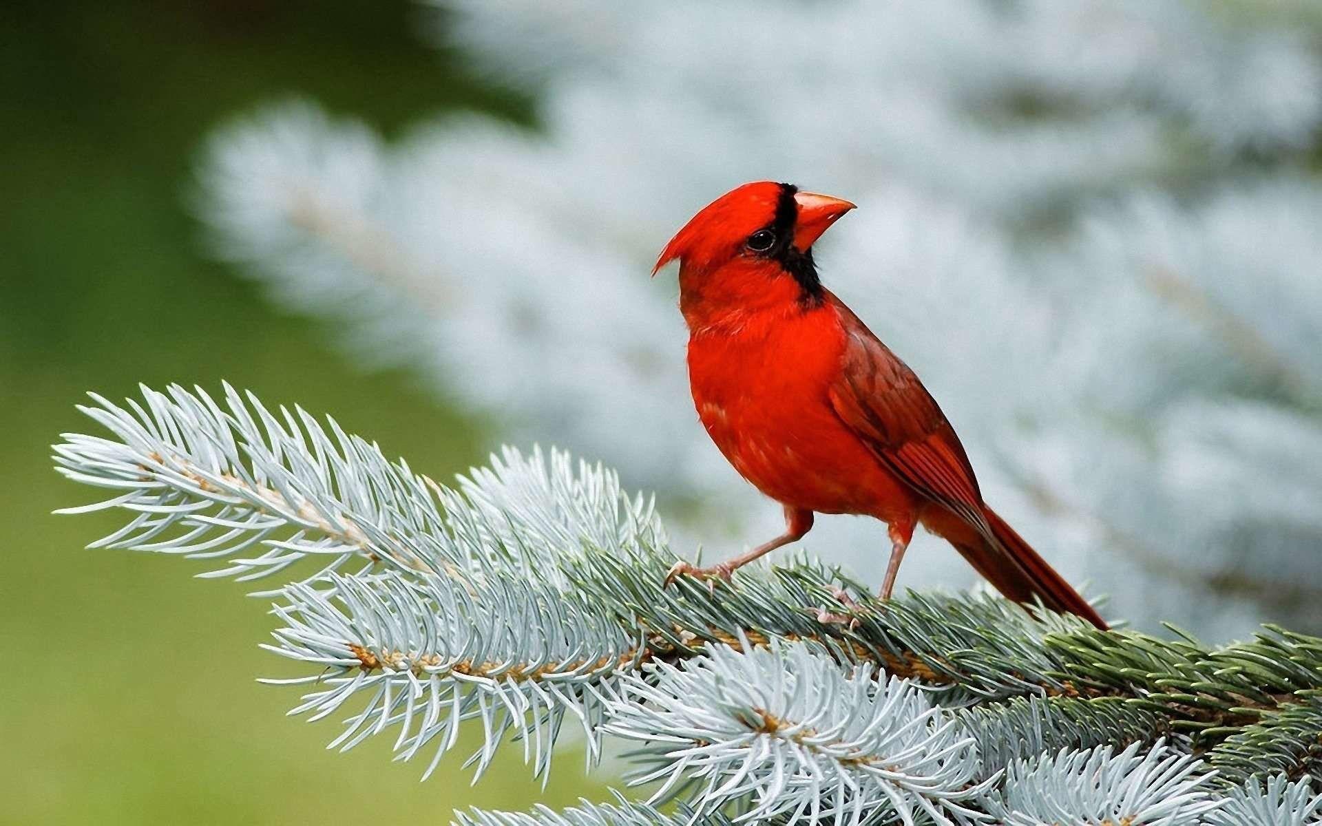 Cardinal Bird Wallpapers Top Free Cardinal Bird Backgrounds