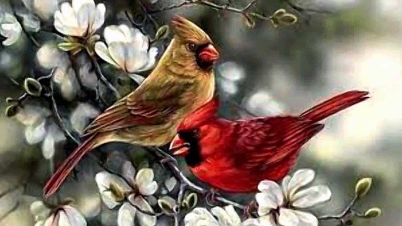 Red Bird Wallpapers Top Free Red Bird Backgrounds WallpaperAccess