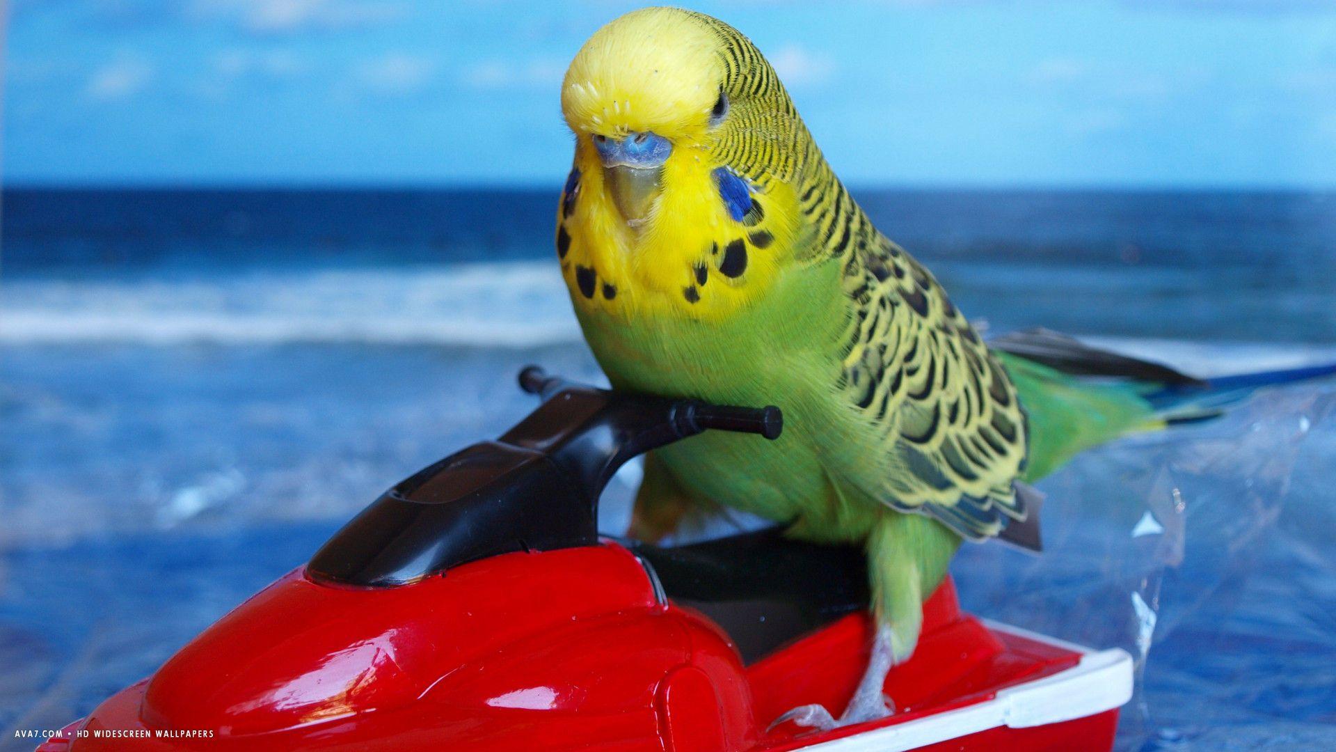 Funny Bird Wallpapers Top Free Funny Bird Backgrounds WallpaperAccess