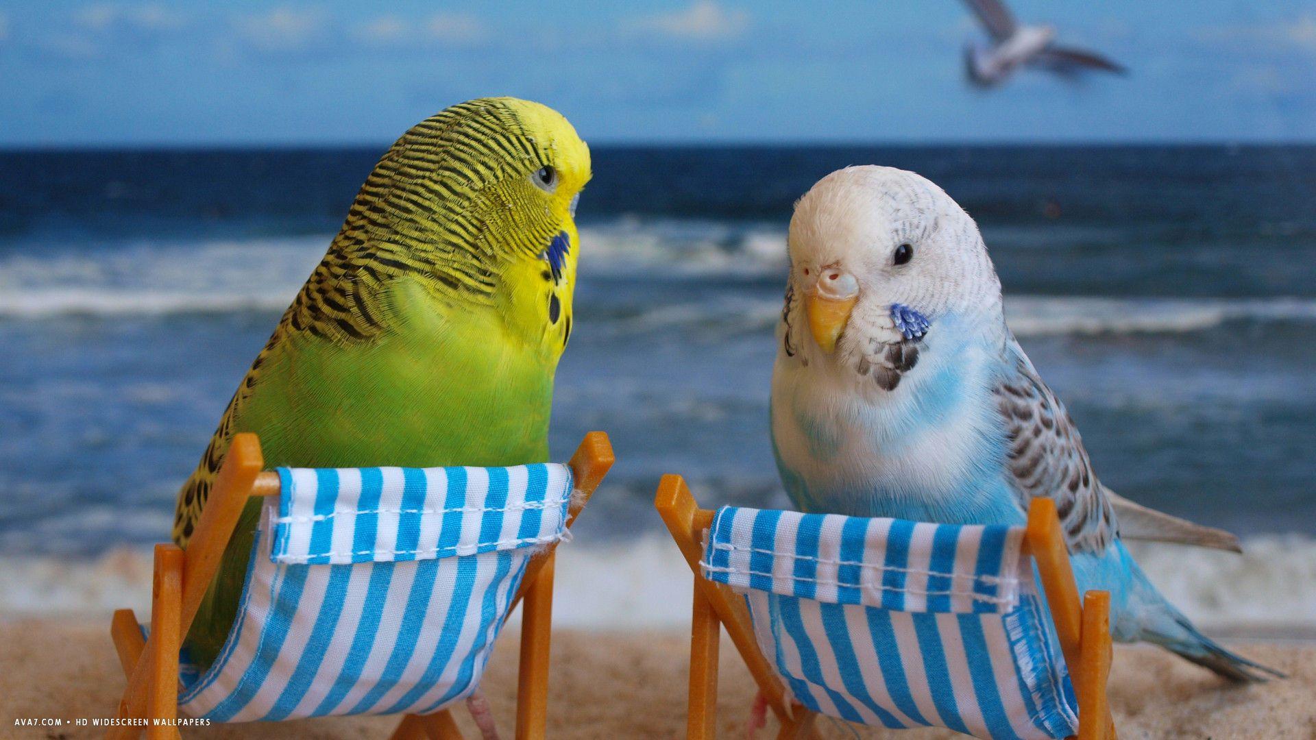 Funny Bird Wallpapers Top Free Funny Bird Backgrounds WallpaperAccess