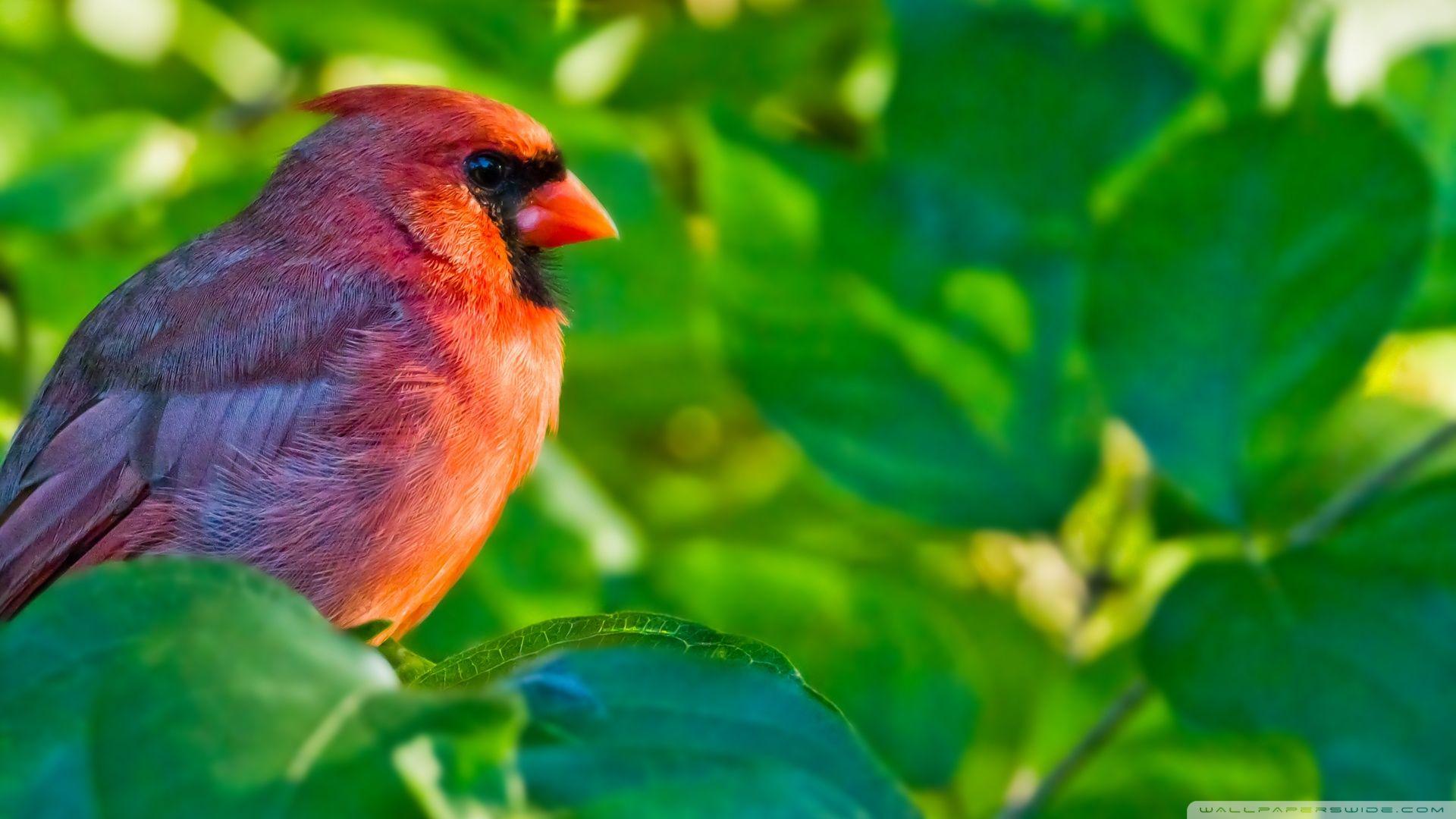 Red Bird Wallpapers Top Free Red Bird Backgrounds WallpaperAccess