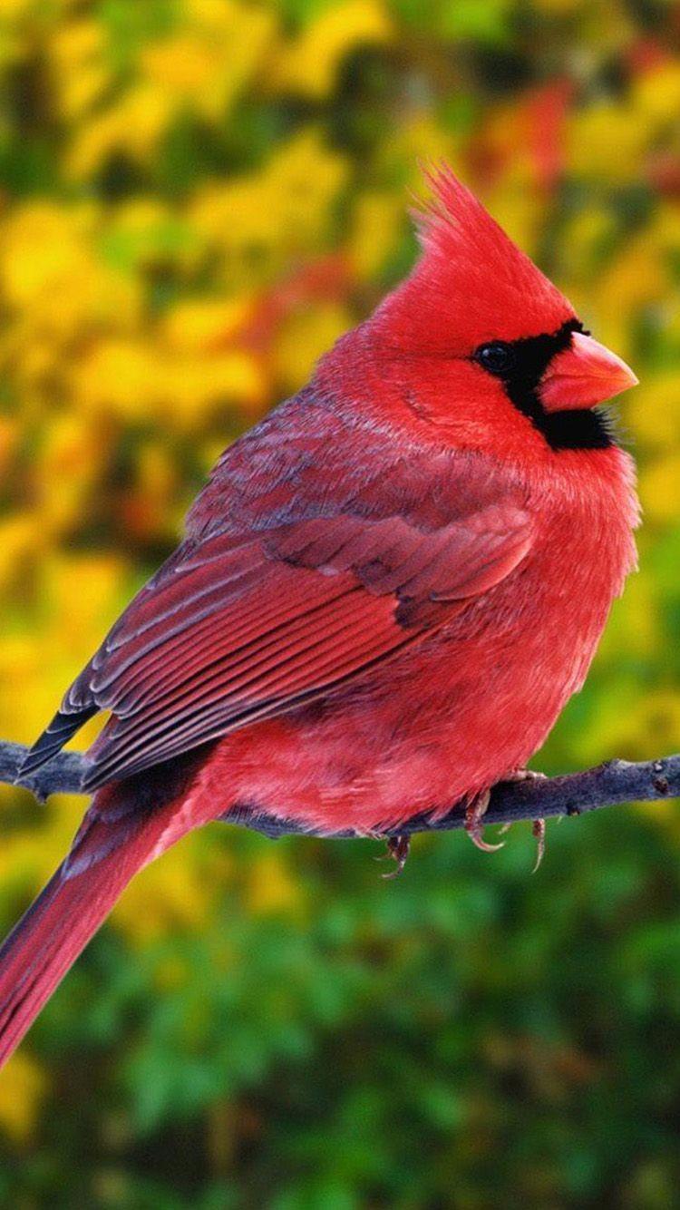 Red Bird Wallpapers Top Free Red Bird Backgrounds WallpaperAccess