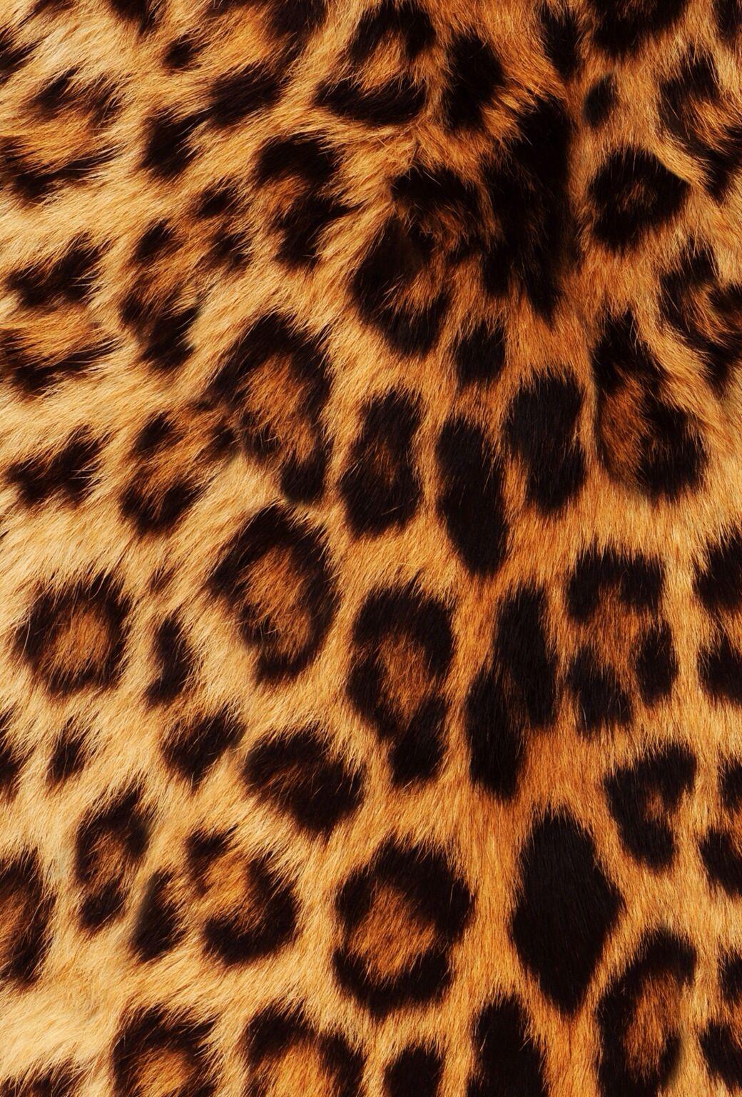 Cute Animal Print Wallpapers Top Free Cute Animal Print Backgrounds