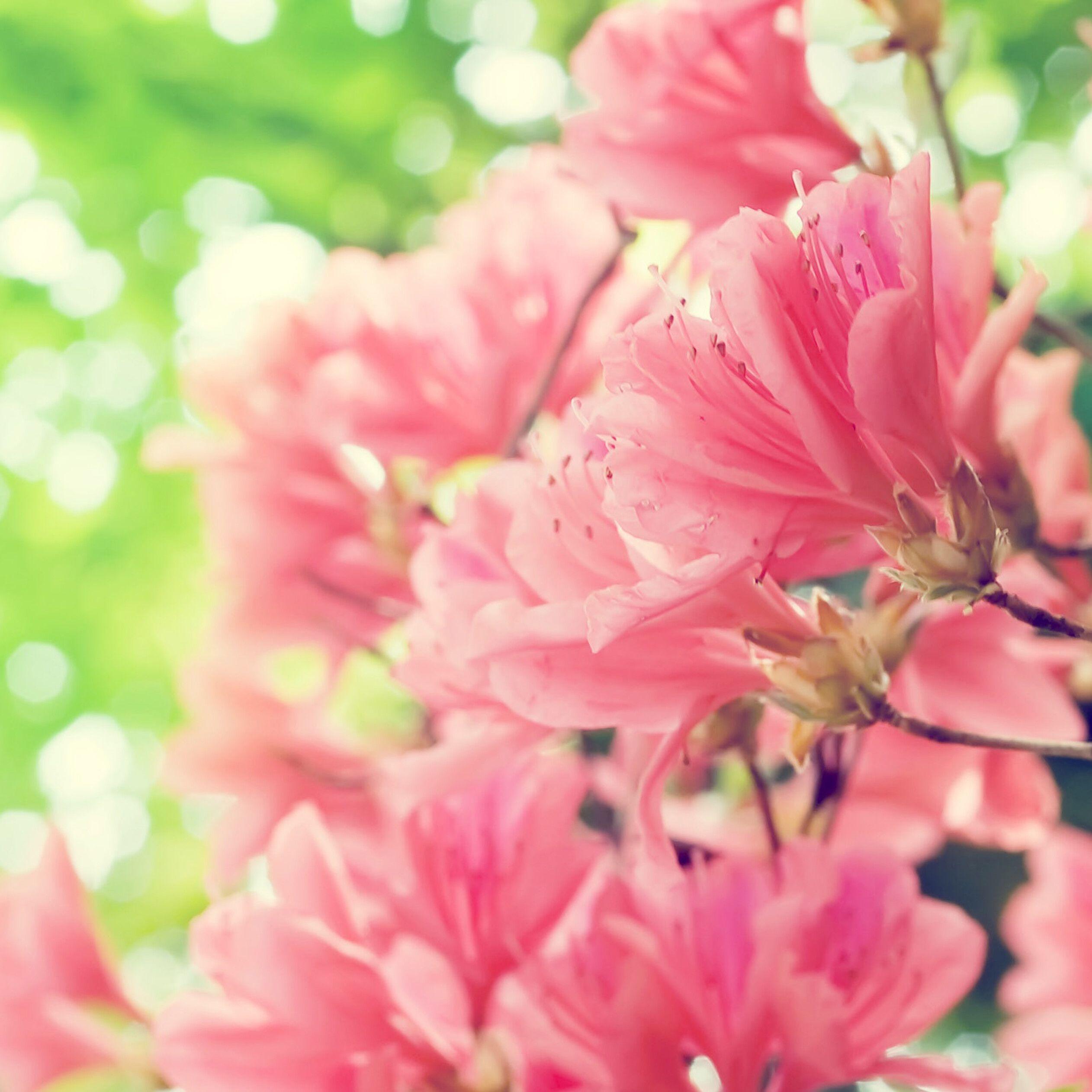 Spring Flowers HD Wallpapers Top Free Spring Flowers HD Backgrounds