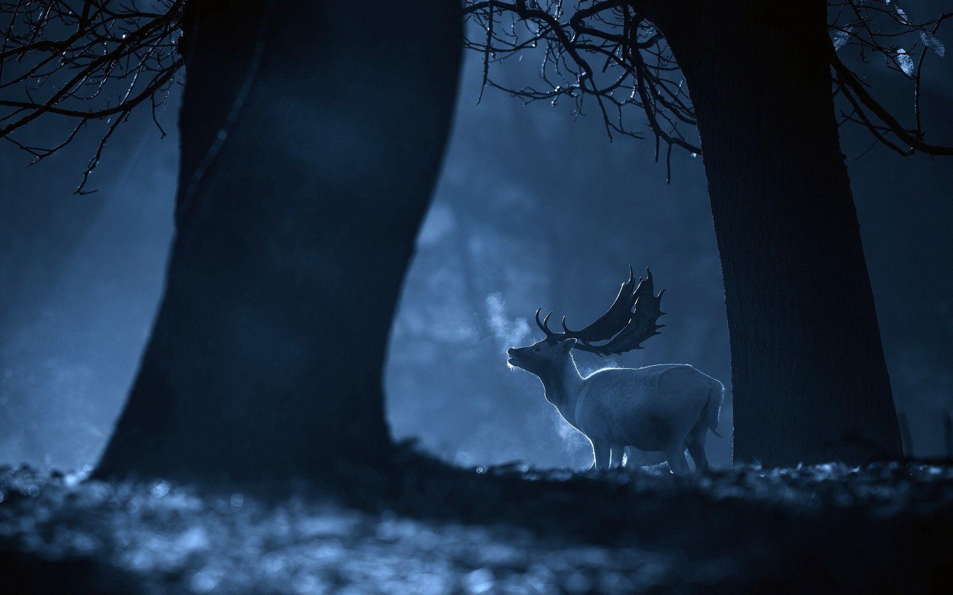 Deer in Forest Wallpapers Top Free Deer in Forest Backgrounds