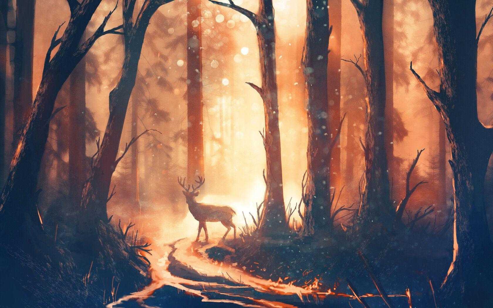 Deer in Forest Wallpapers Top Free Deer in Forest Backgrounds