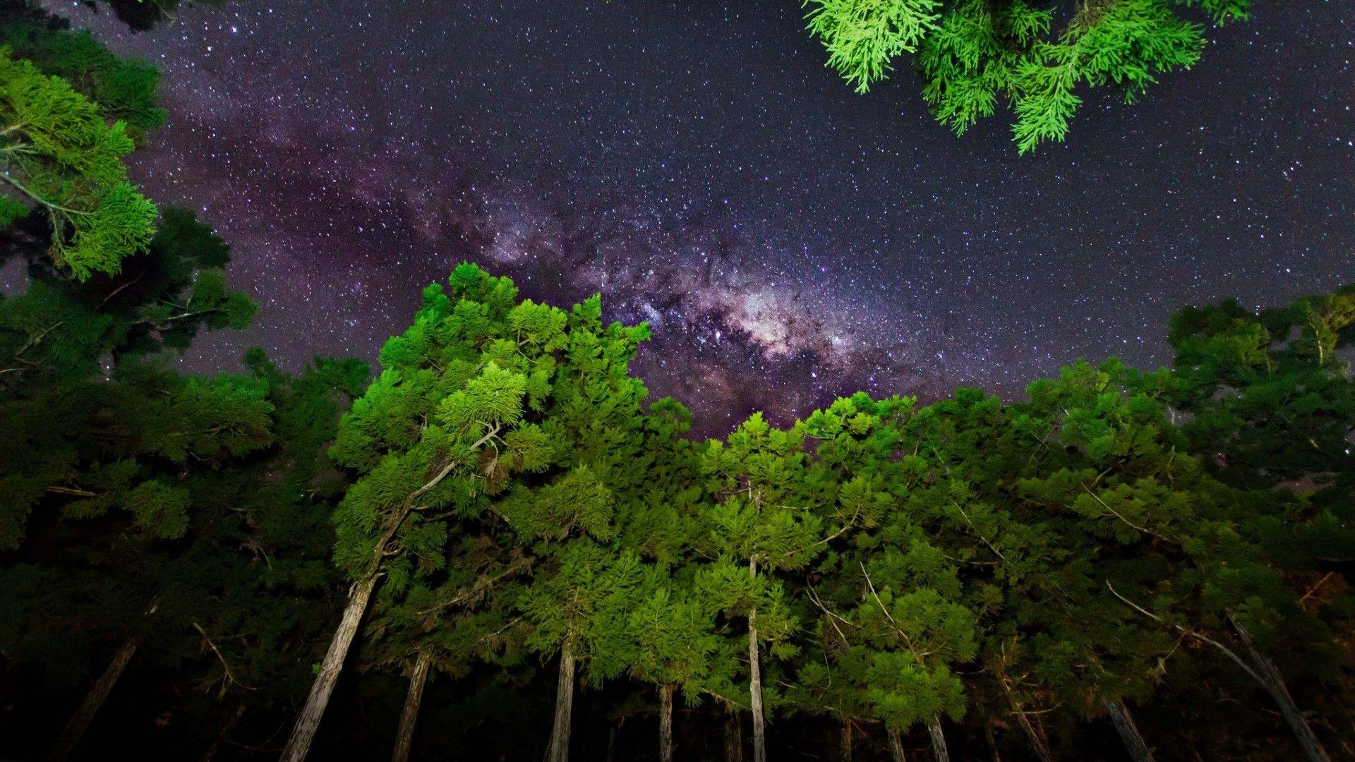 Forest Night Sky Wallpapers Top Free Forest Night Sky Backgrounds