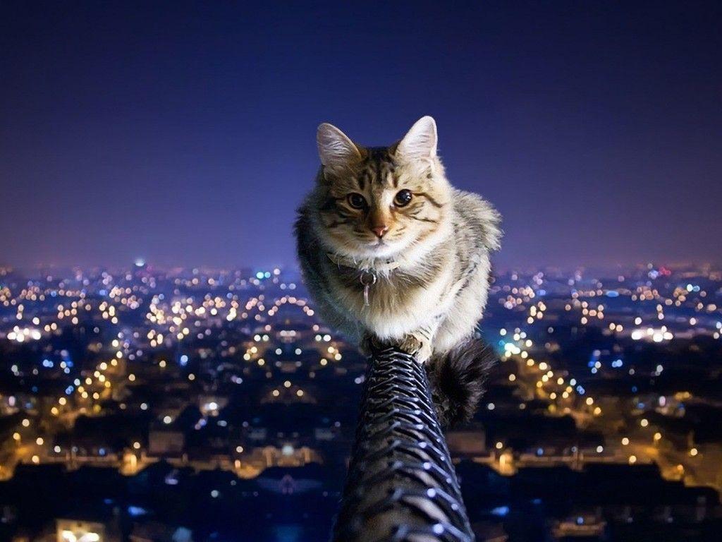 Windows Animal Wallpapers Top Free Windows Animal Backgrounds