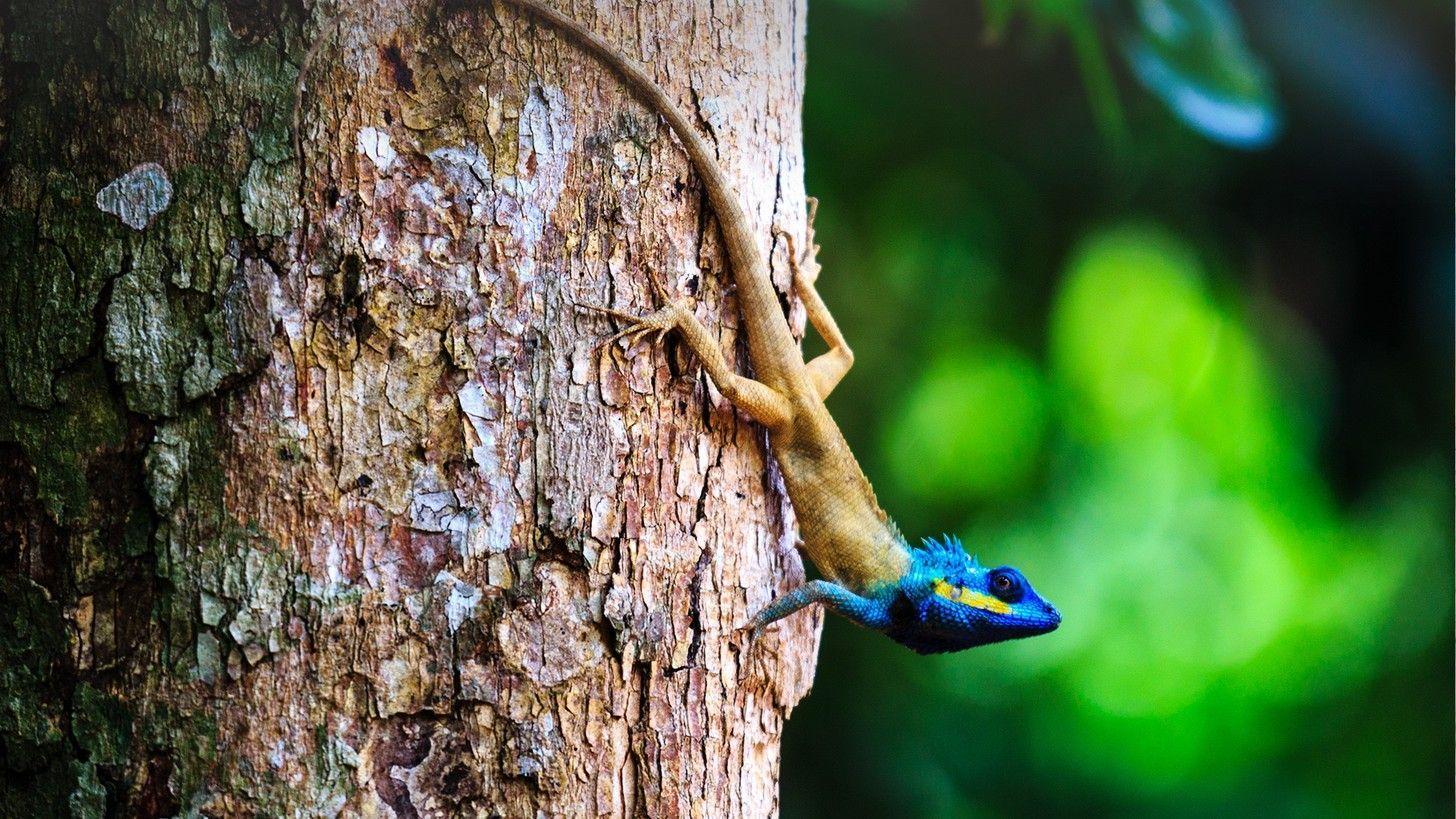 Windows Animal Wallpapers Top Free Windows Animal Backgrounds