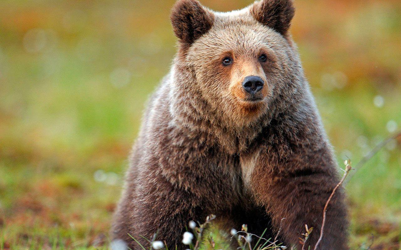 Windows Animal Wallpapers Top Free Windows Animal Backgrounds