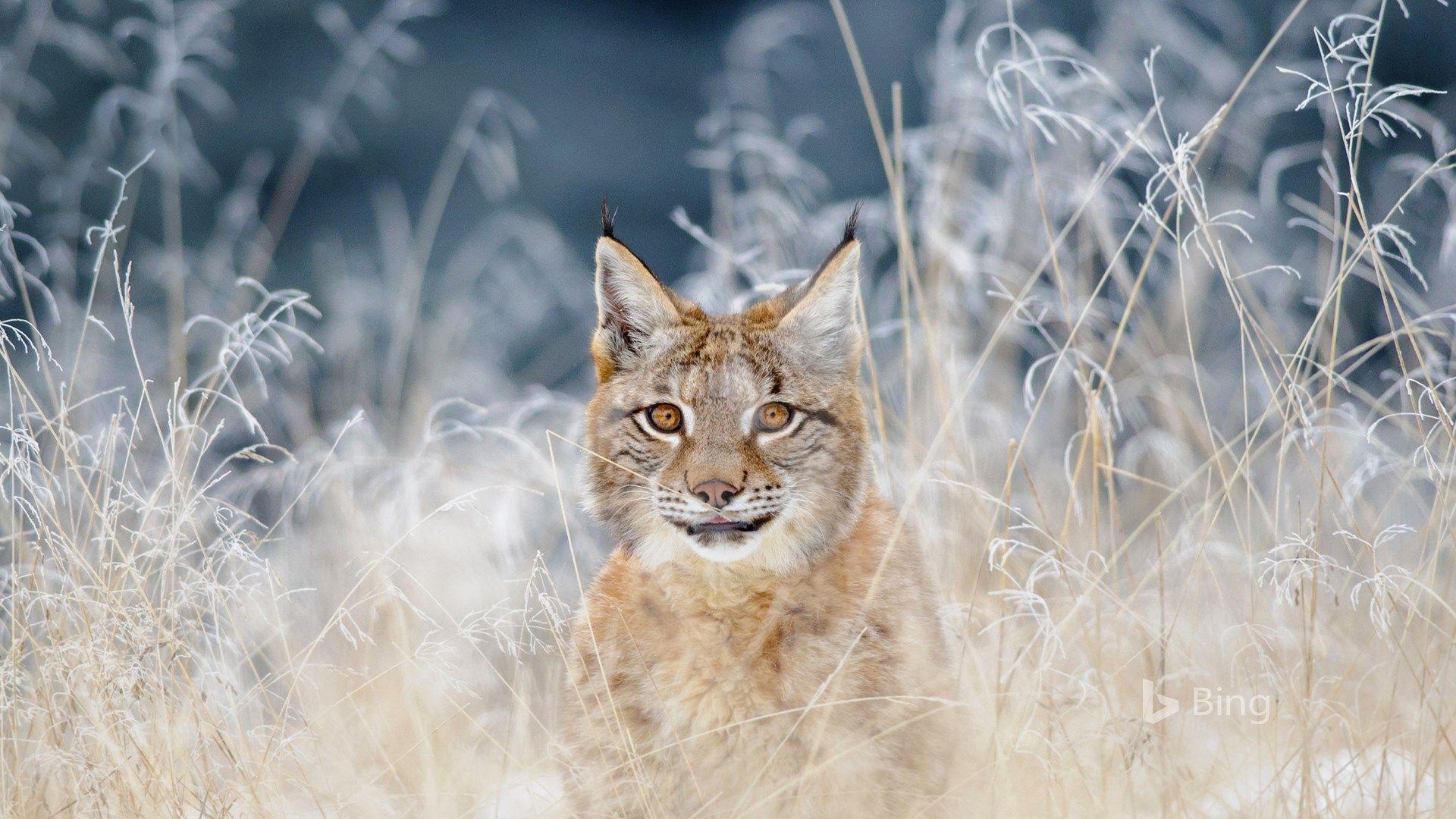 Windows Animal Wallpapers Top Free Windows Animal Backgrounds