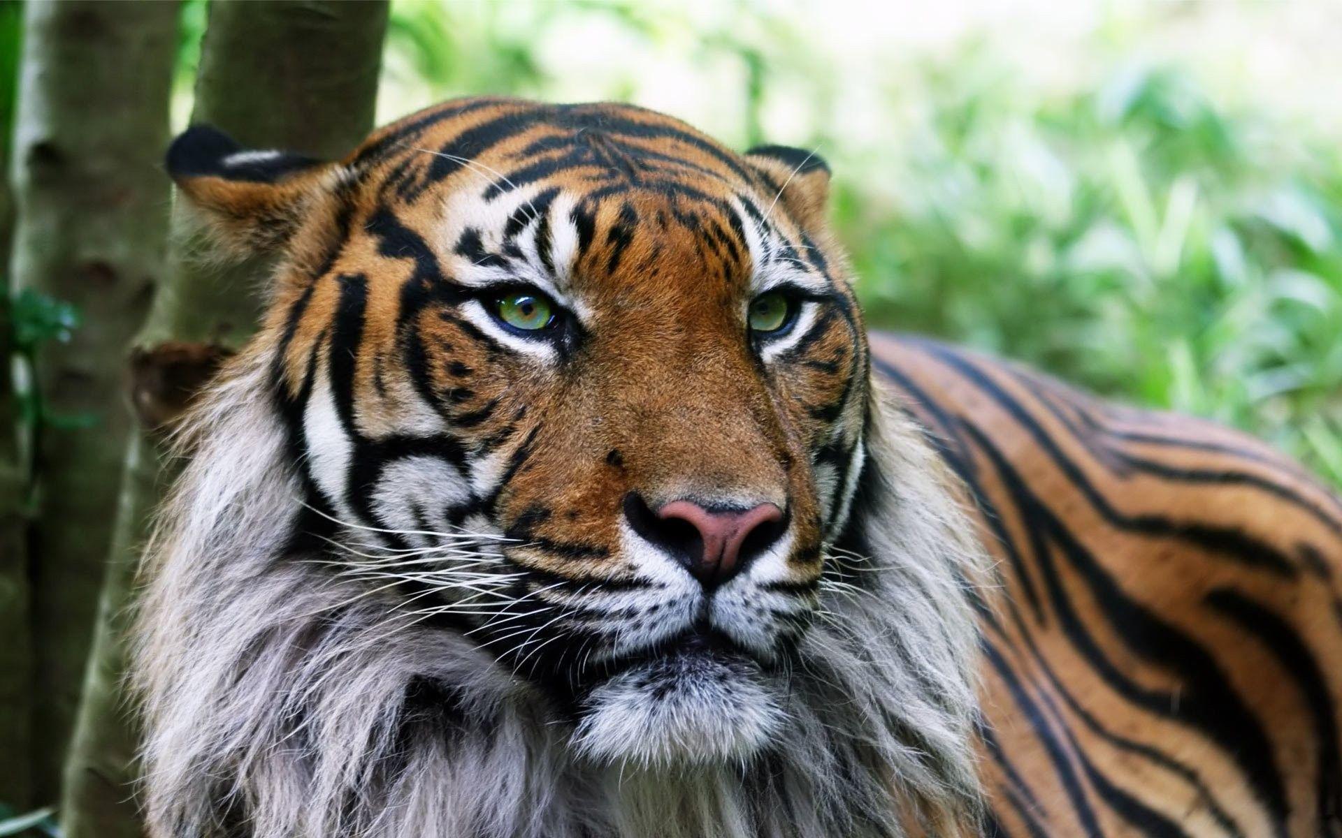 Windows Animal Wallpapers Top Free Windows Animal Backgrounds