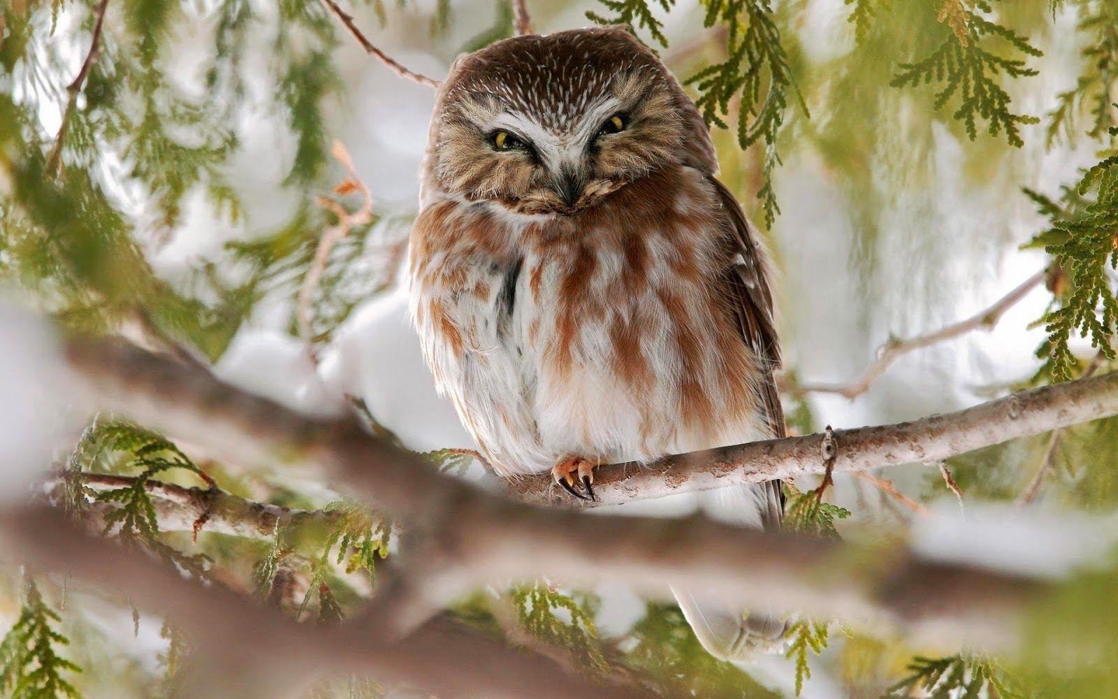 Windows Animal Wallpapers Top Free Windows Animal Backgrounds