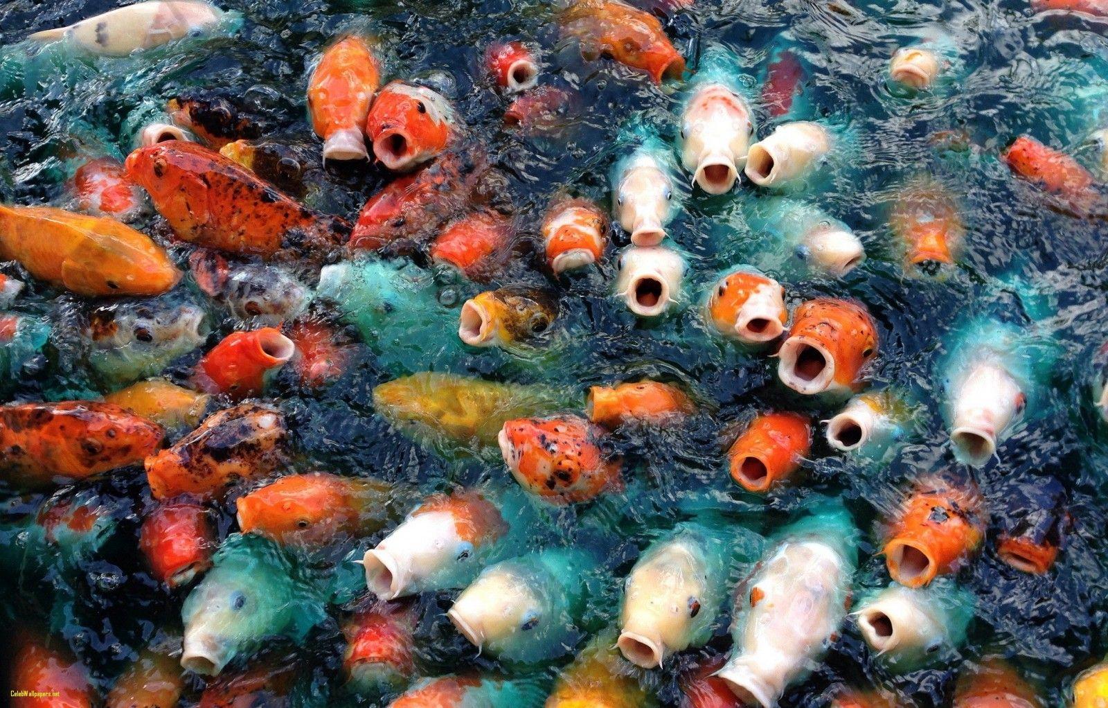 Live Koi Fish Wallpapers Top Free Live Koi Fish Backgrounds