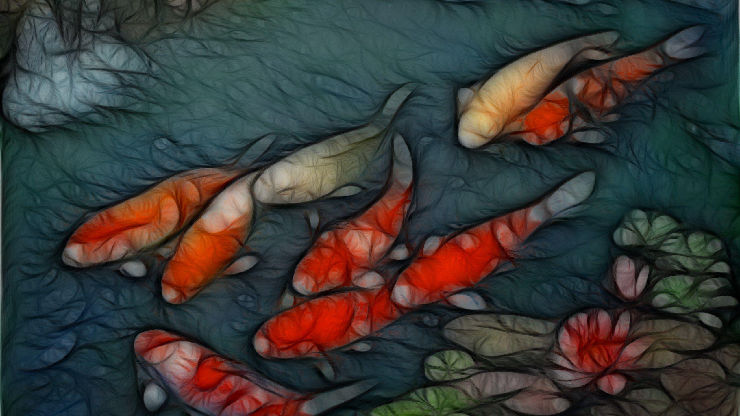 Live Koi Fish Wallpapers Top Free Live Koi Fish Backgrounds