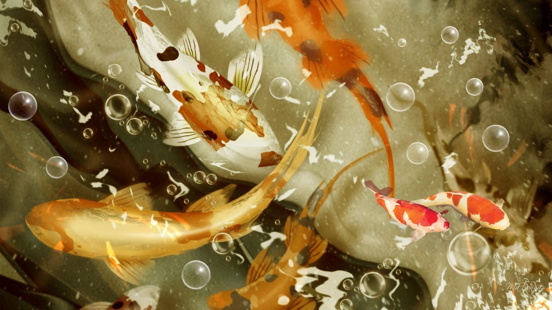 Live Koi Fish Wallpapers Top Free Live Koi Fish Backgrounds