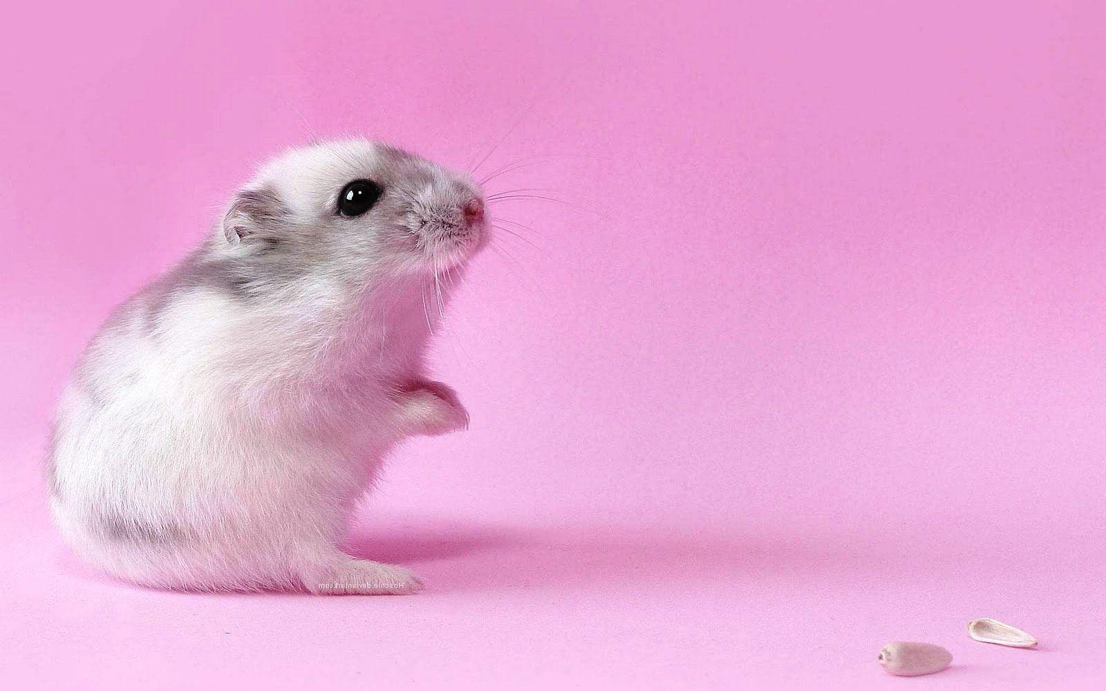 Kawaii Hamster Wallpapers Top Free Kawaii Hamster Backgrounds