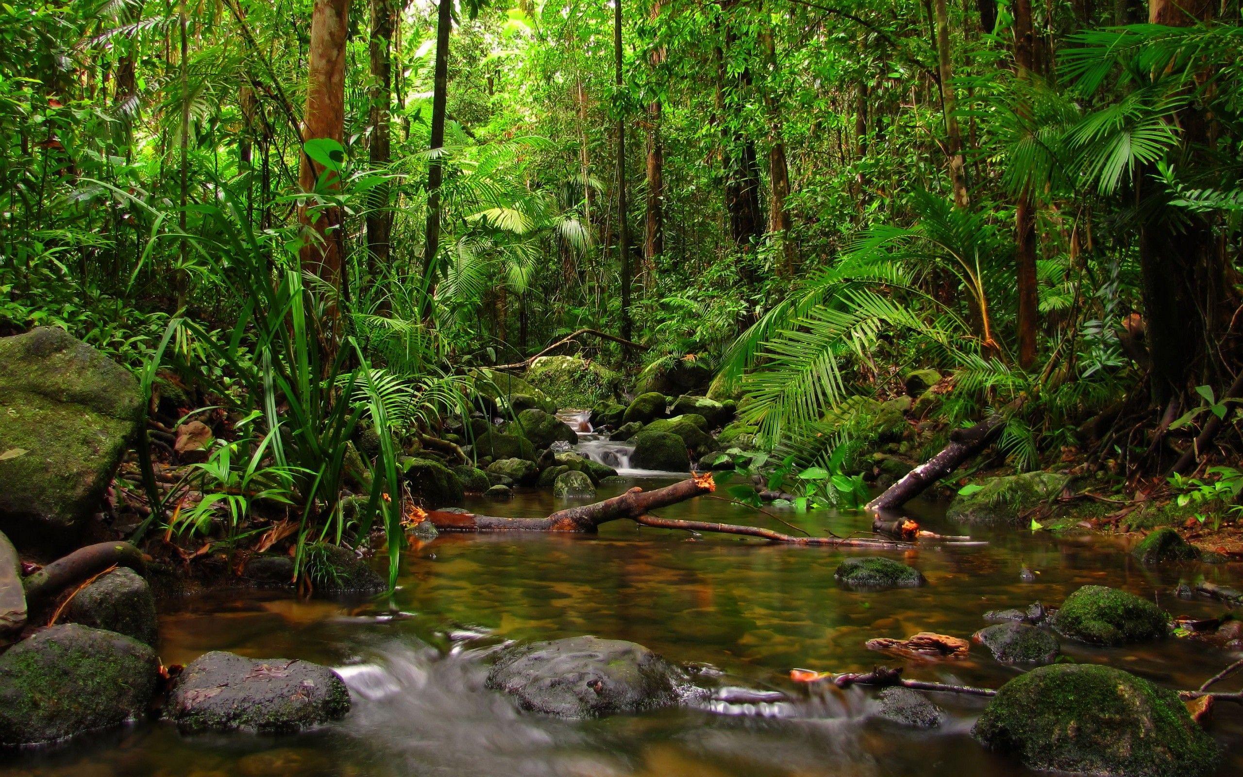Tropical Rainforest HD Wallpapers Top Free Tropical Rainforest HD
