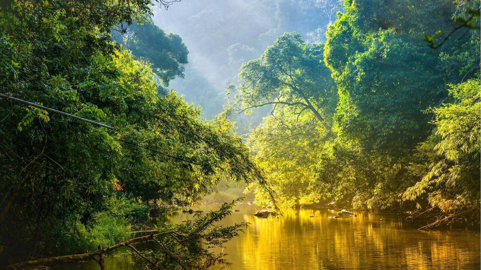 Venezuela Rainforest Wallpapers Top Free Venezuela Rainforest