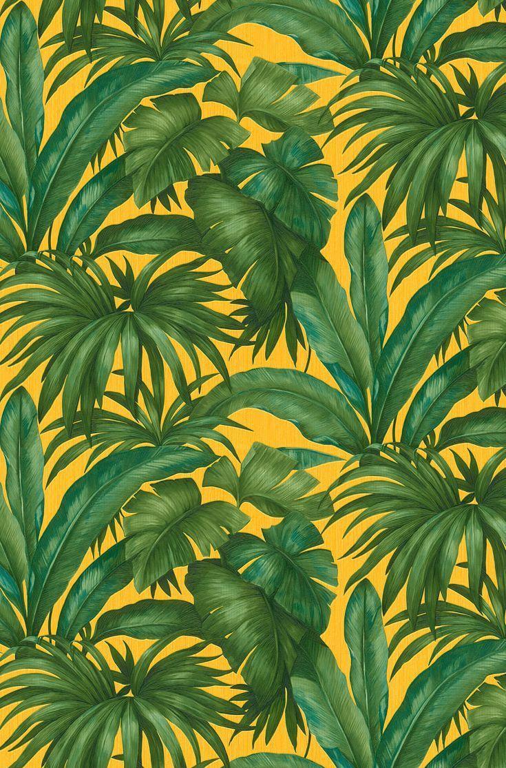 Green Tropical Wallpapers Top Free Green Tropical Backgrounds