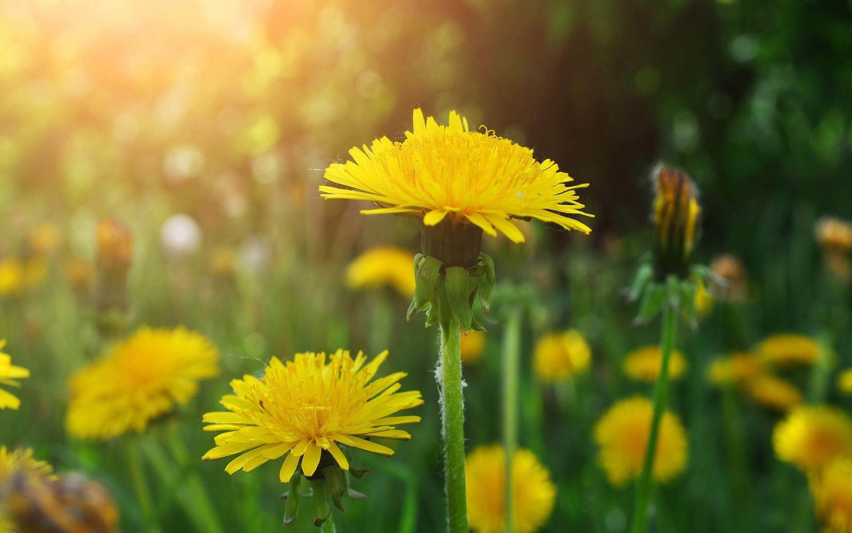 Yellow Dandelion Wallpapers Top Free Yellow Dandelion Backgrounds