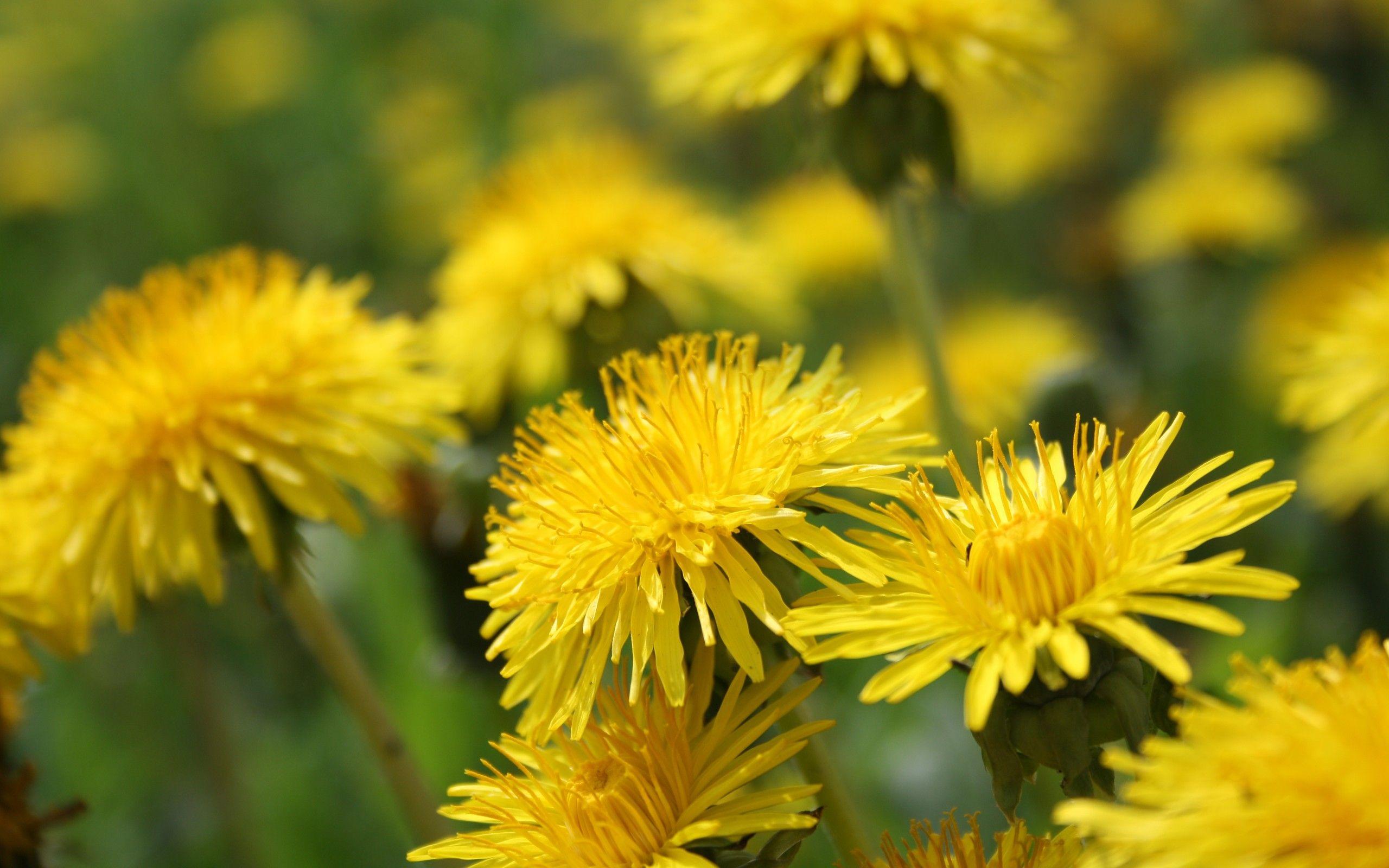 Yellow Dandelion Wallpapers Top Free Yellow Dandelion Backgrounds