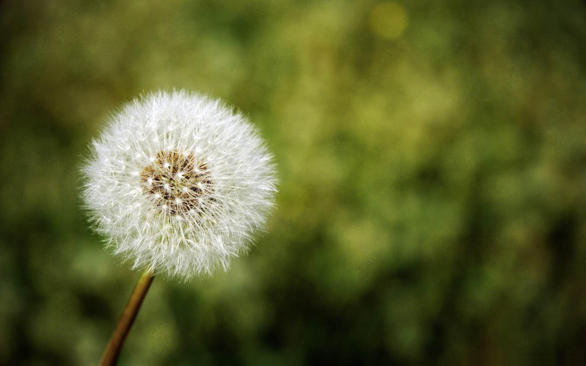 White Dandelion Wallpapers Top Free White Dandelion Backgrounds WallpaperAccess