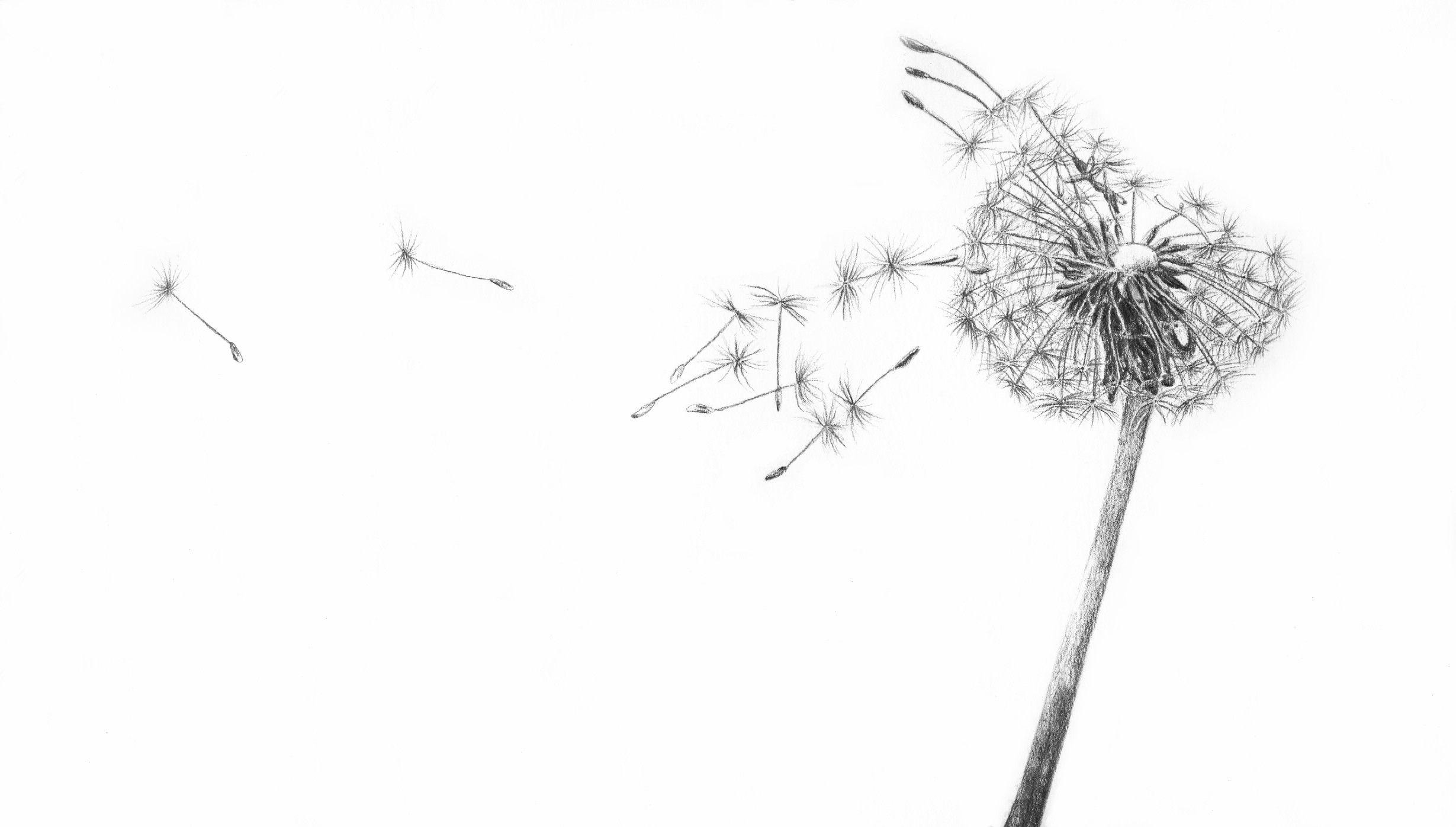 White Dandelion Wallpapers Top Free White Dandelion Backgrounds