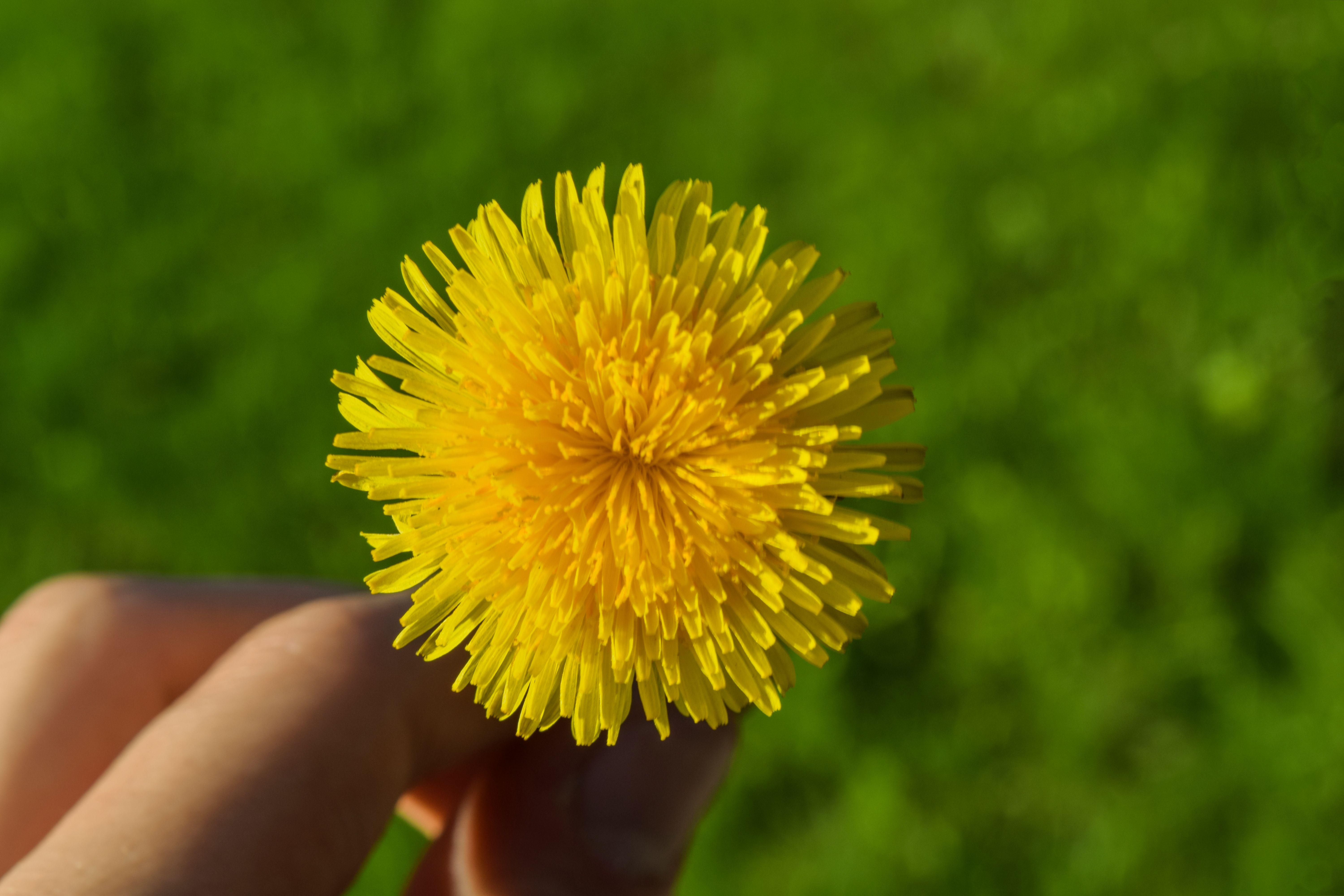 Yellow Dandelion Wallpapers Top Free Yellow Dandelion Backgrounds