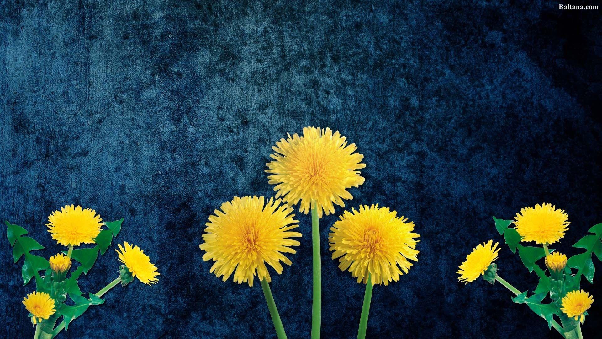 Yellow Dandelion Wallpapers Top Free Yellow Dandelion Backgrounds