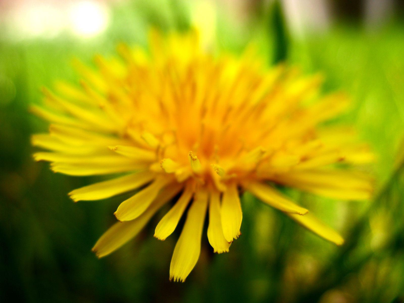 Yellow Dandelion Wallpapers Top Free Yellow Dandelion Backgrounds