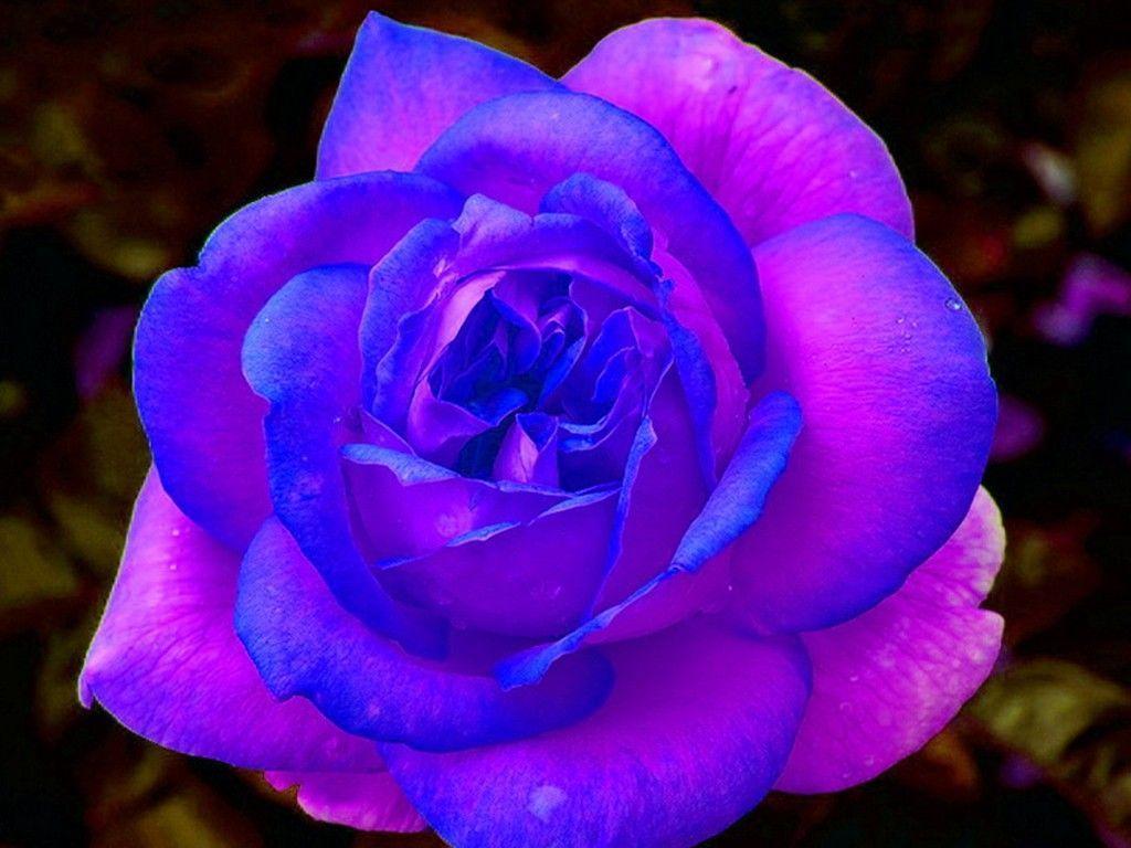 Blue and Purple Rose Wallpapers Top Free Blue and Purple Rose
