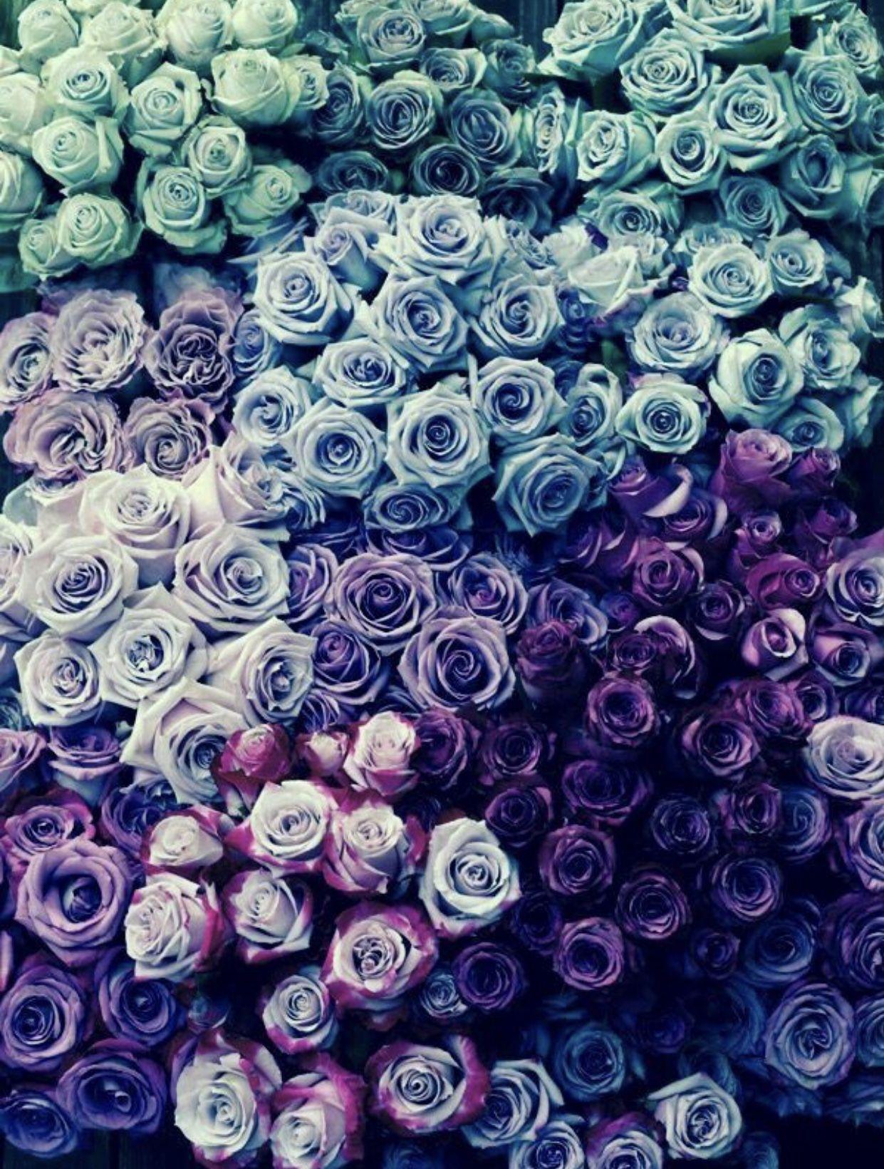 Blue and Purple Rose Wallpapers Top Free Blue and Purple Rose
