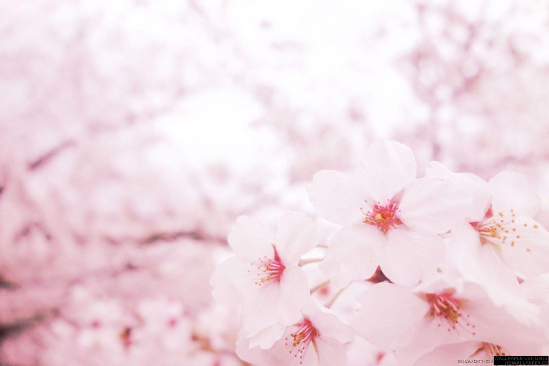 Pink Sakura Wallpapers Top Free Pink Sakura Backgrounds WallpaperAccess