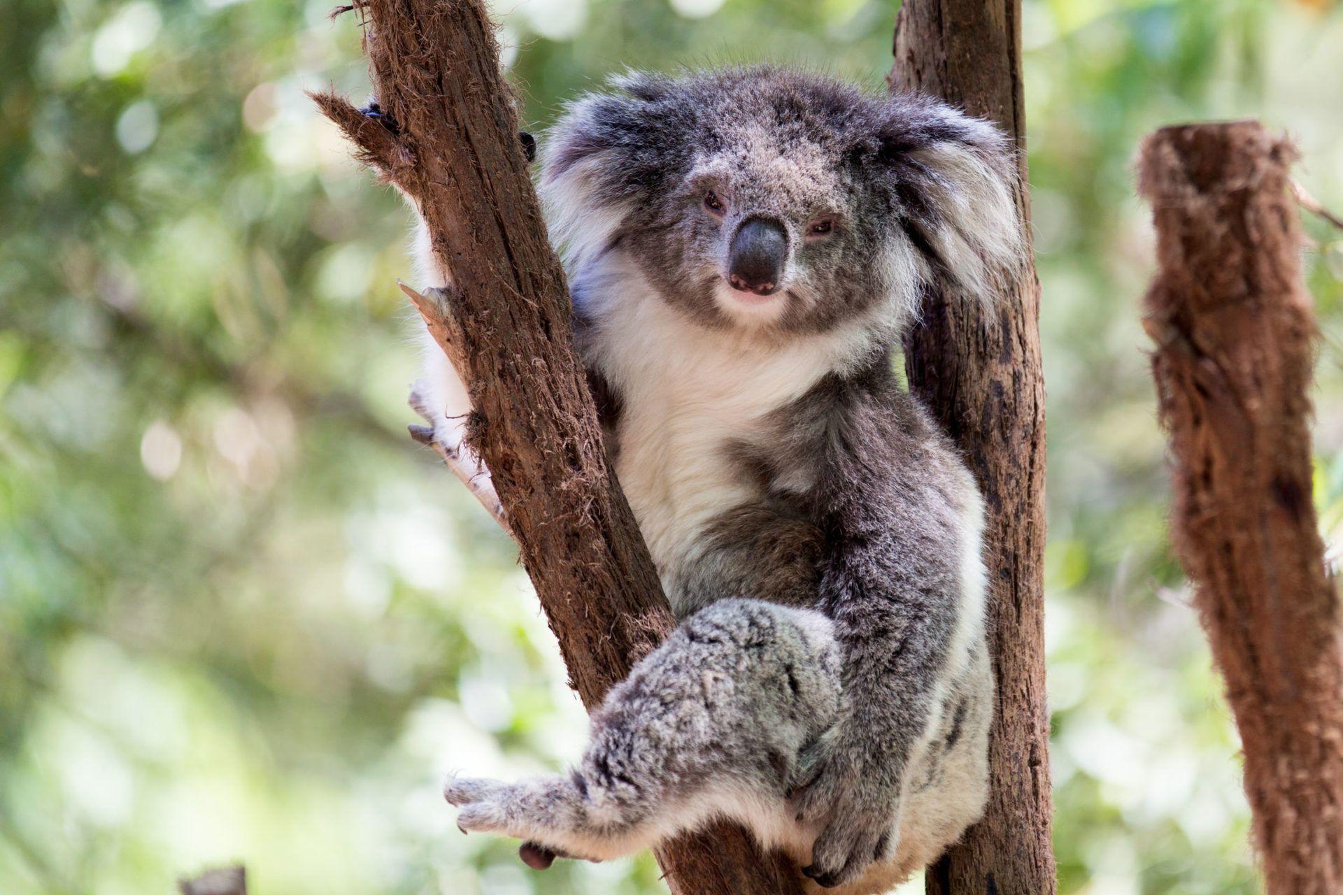 Australian Animal Wallpapers Top Free Australian Animal Backgrounds